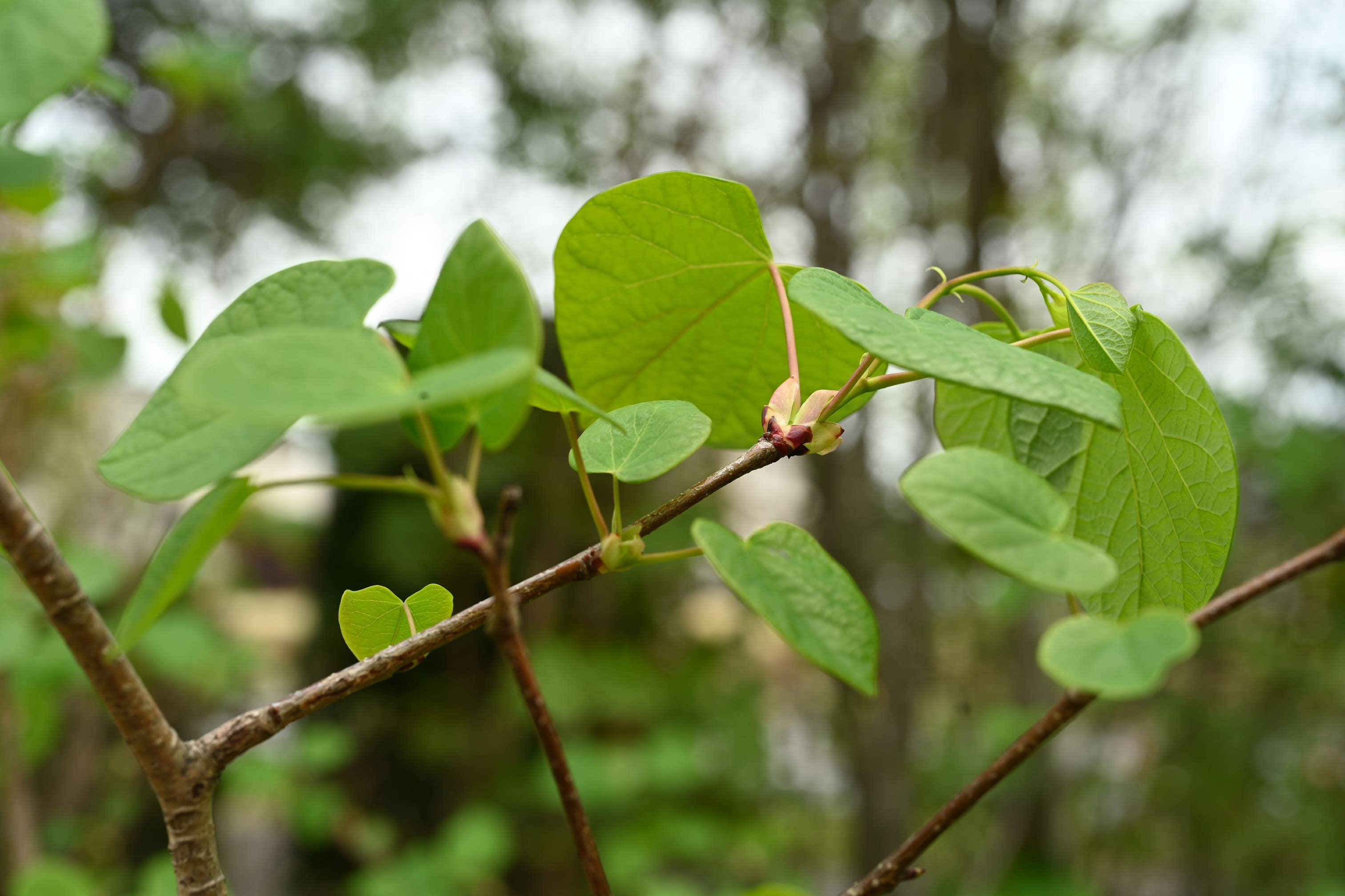 マルバノキ/丸葉の木【現品発送】管理70888 マルバノキ/丸葉の木【現品発送】管理70888 マルバノキ/丸葉の木【現品