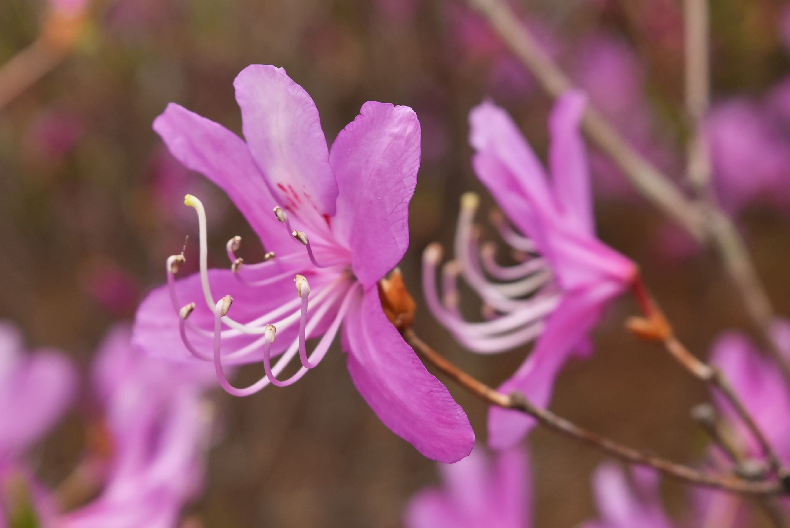 ミツバツツジ-みつばつつじ-花-