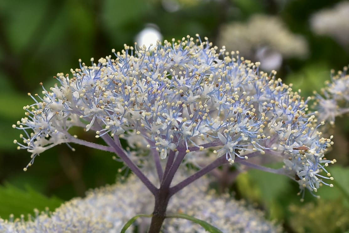 コアジサイ 小紫陽花 庭木図鑑 植木ペディア