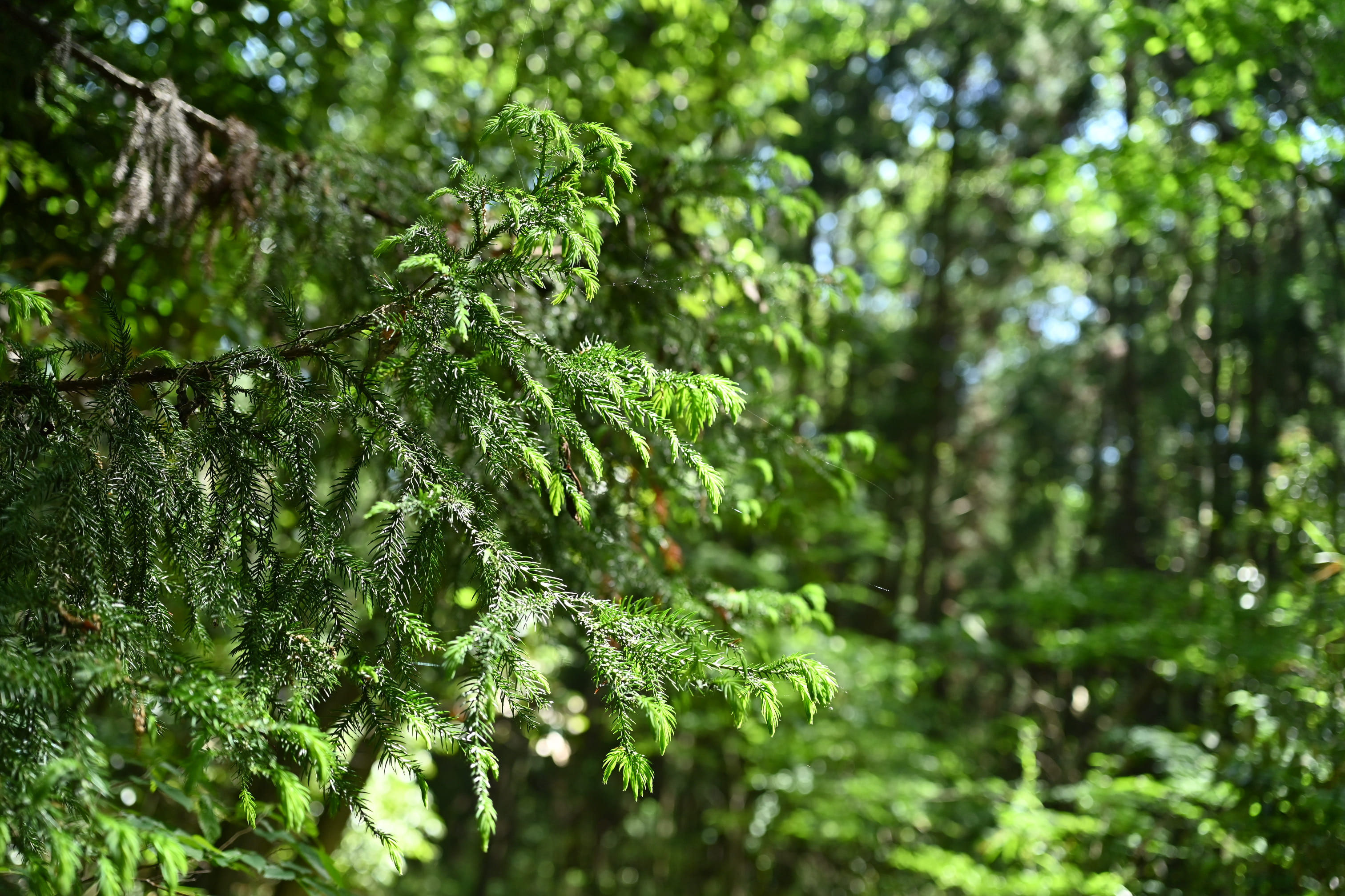 スギ 杉 庭木図鑑 植木ペディア スギ 杉 庭木図鑑 植木ペディア