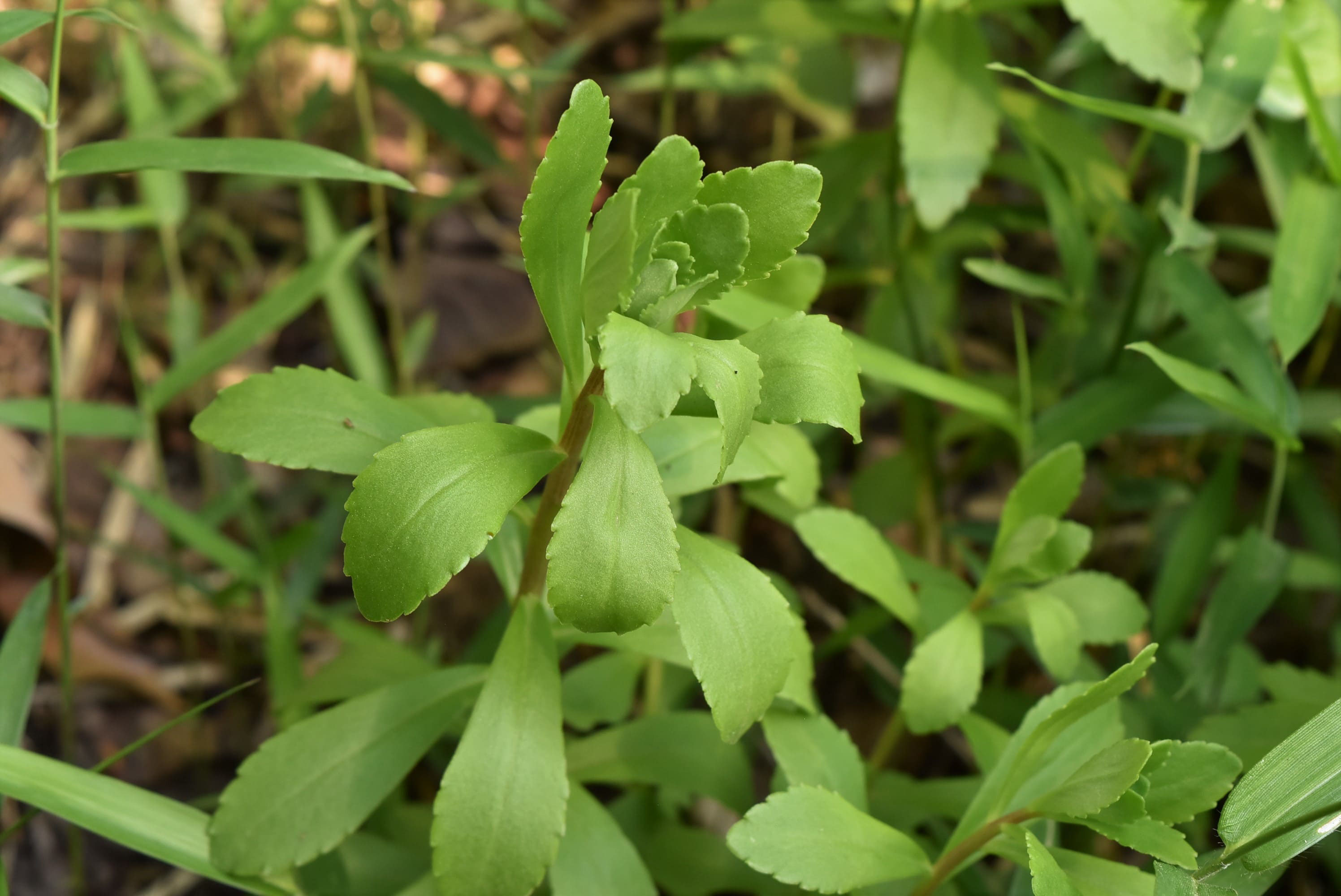 キリンソウ きりんそう 麒麟草 庭木図鑑 植木ペディア