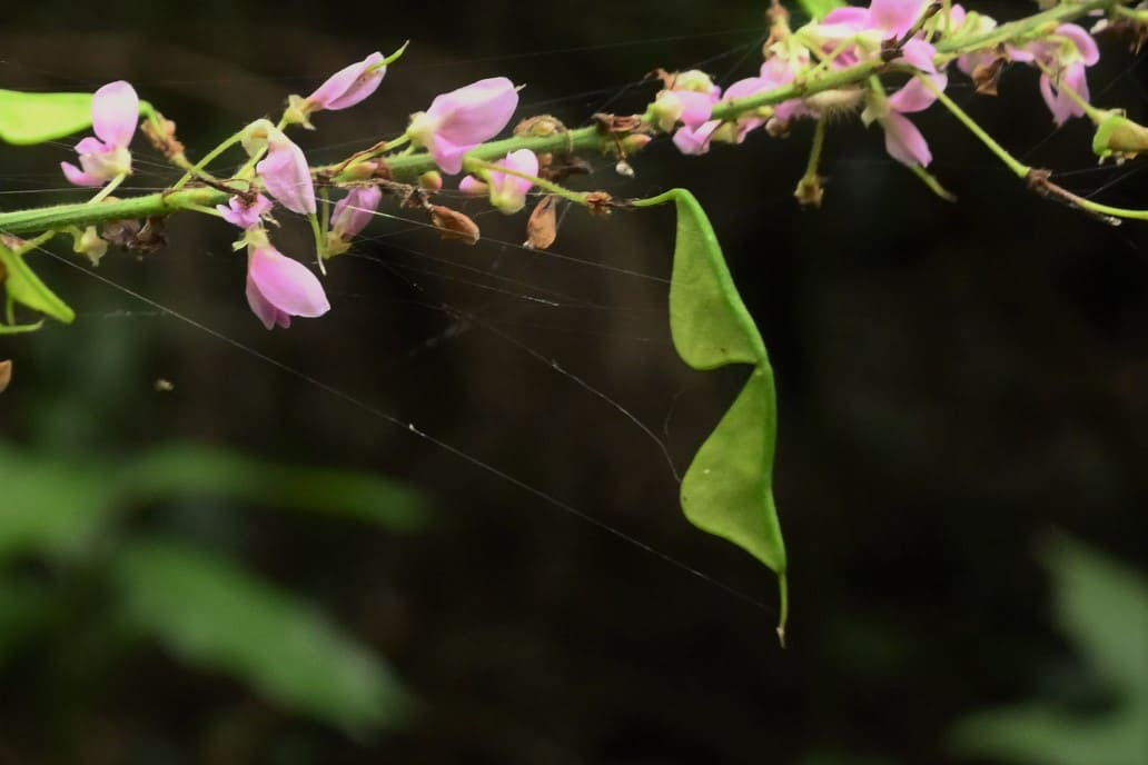 フジカンゾウ ふじかんぞう 藤甘草 庭木図鑑 植木ペディア