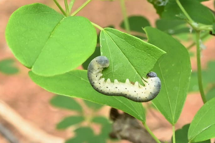 アケビ 木通 庭木図鑑 植木ペディア