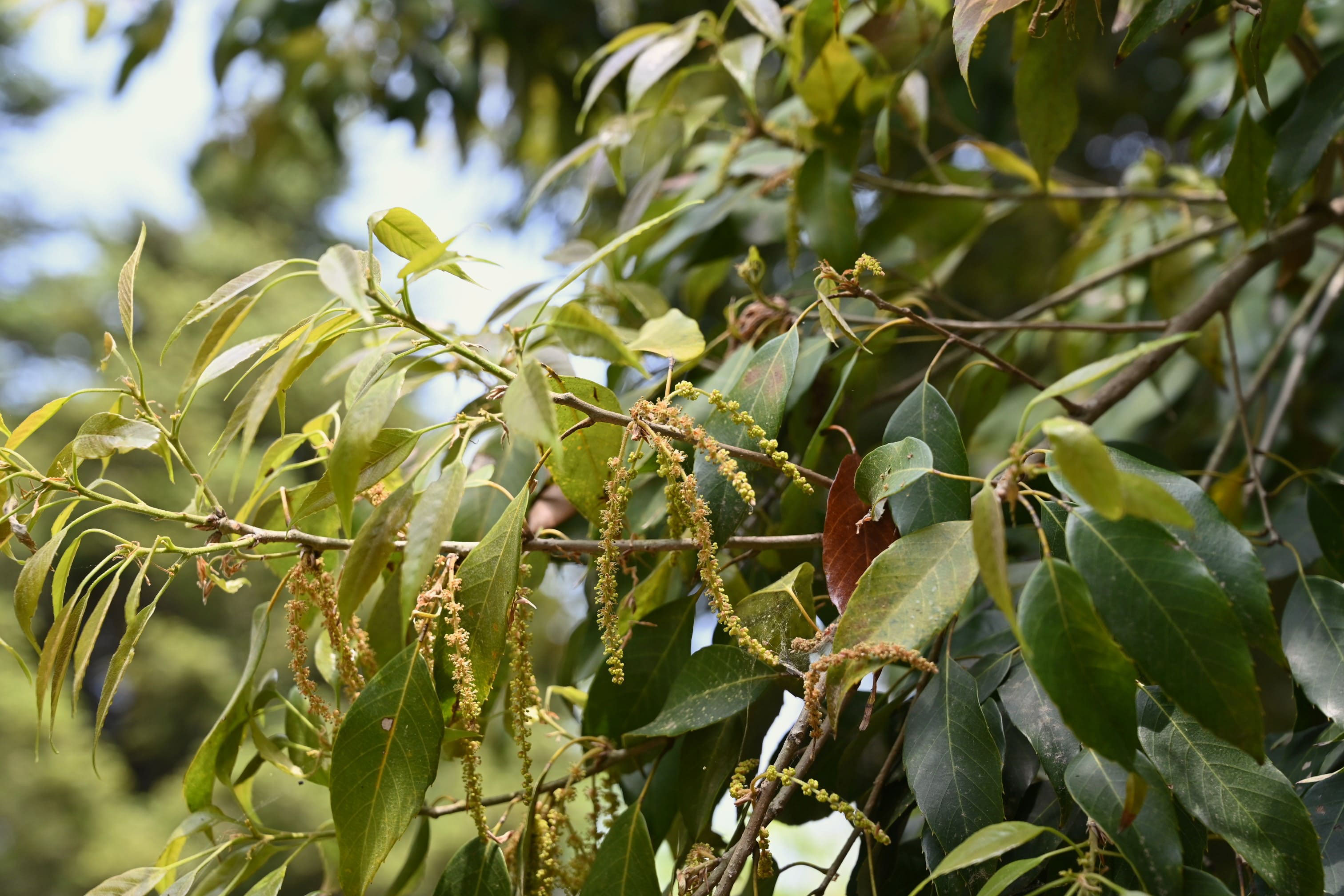 ウラジロガシ 裏白樫 庭木図鑑 植木ペディア ウラジロガシ 裏白樫 庭木図鑑 植木ペディア