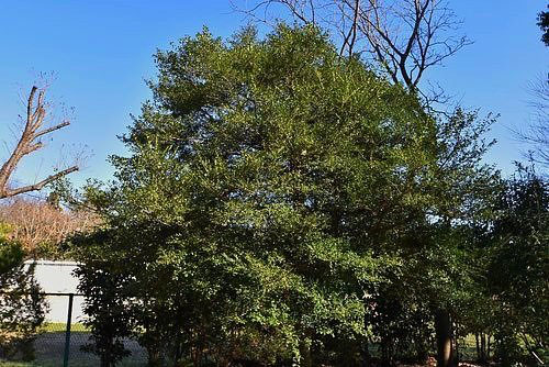 イヌツゲ 犬柘植 庭木図鑑 植木ペディア