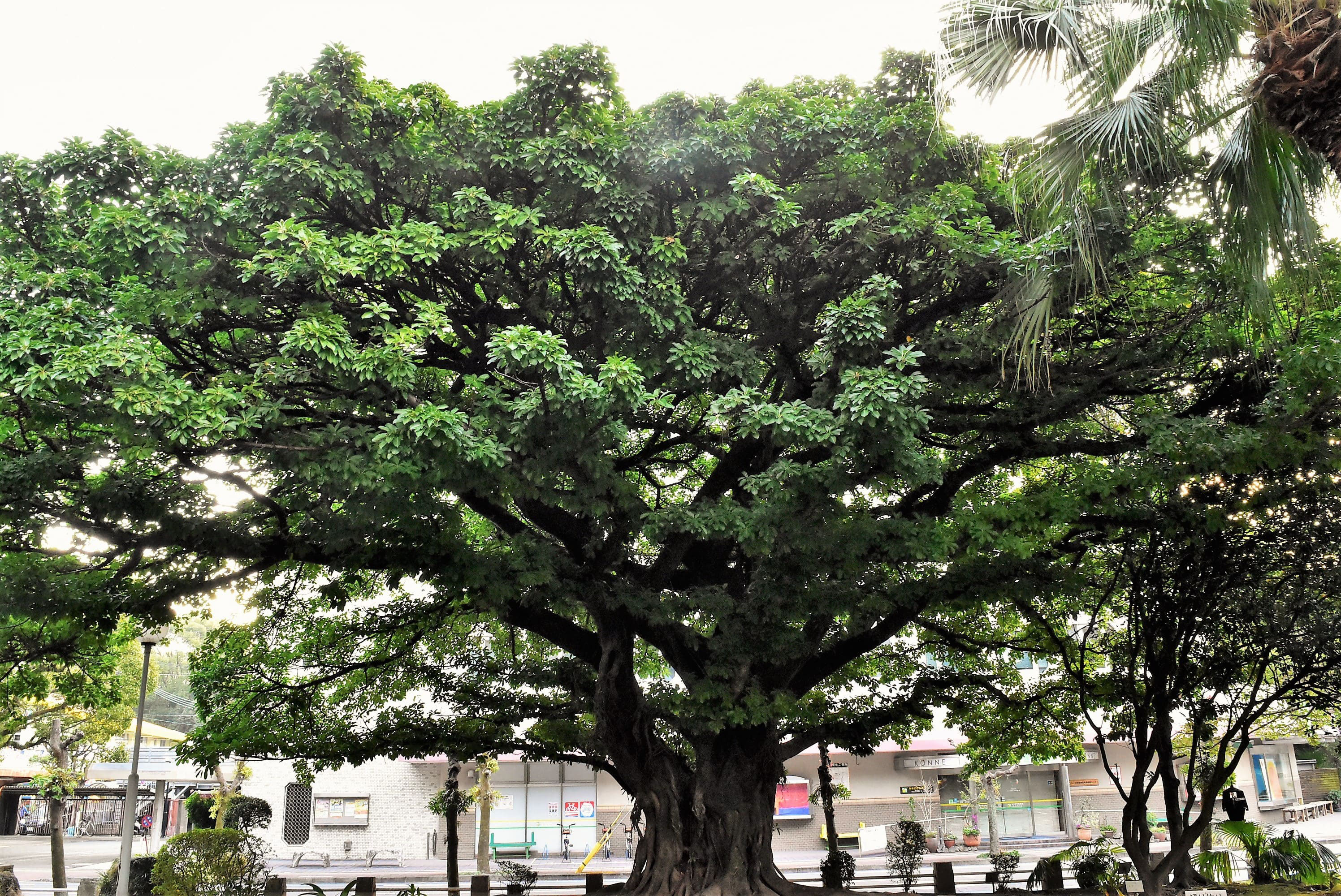 アコウ 赤榕 庭木図鑑 植木ペディア