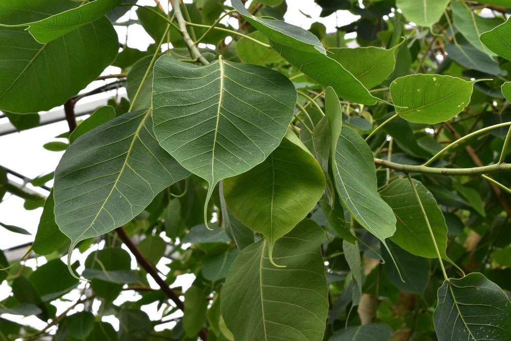 セイヨウボダイジュ 西洋菩提樹 庭木図鑑 植木ペディア