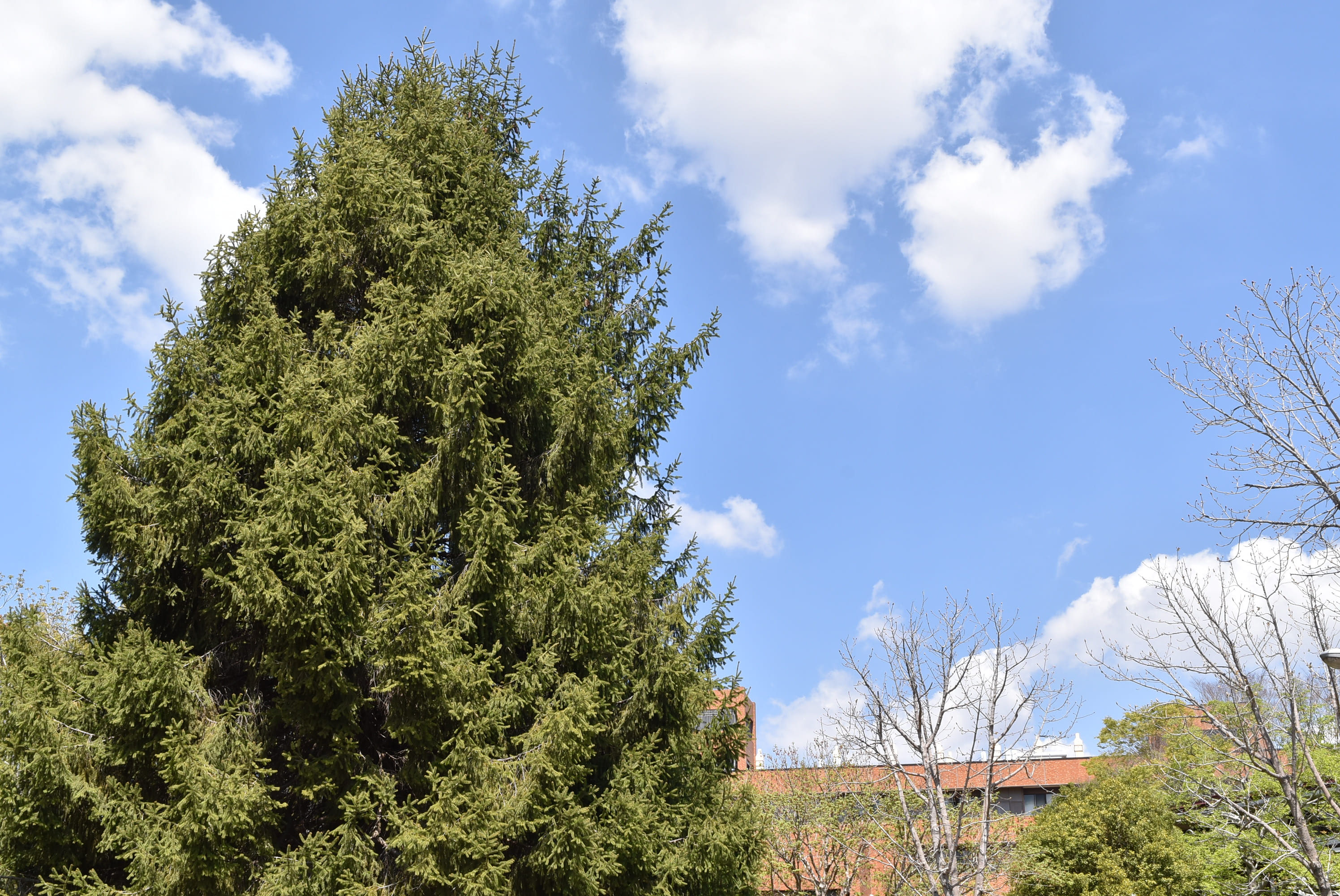 ドイツトウヒ 苗木 112cm❗欧州トウヒ クリスマスツリー モミノキ 美形