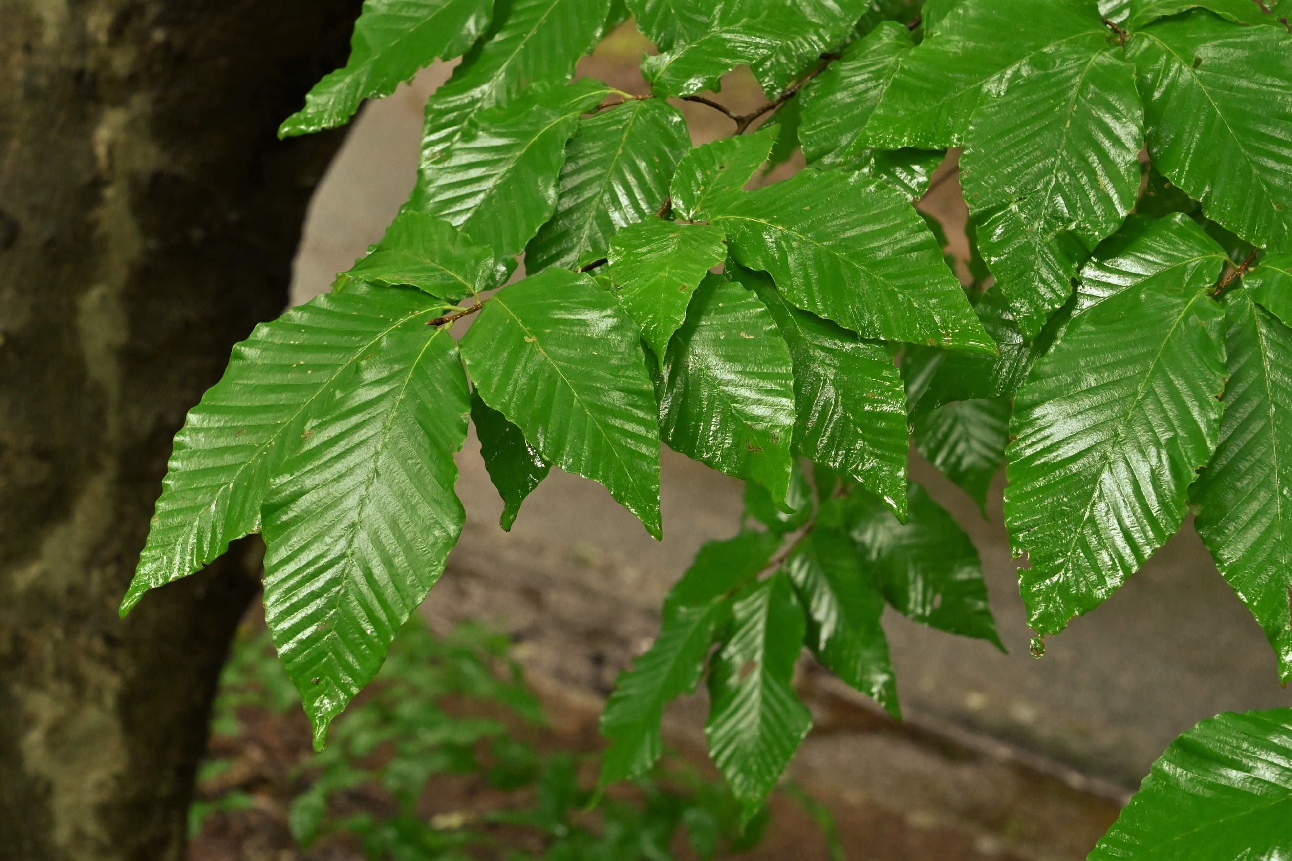 イヌブナ 庭木図鑑 植木ペディア