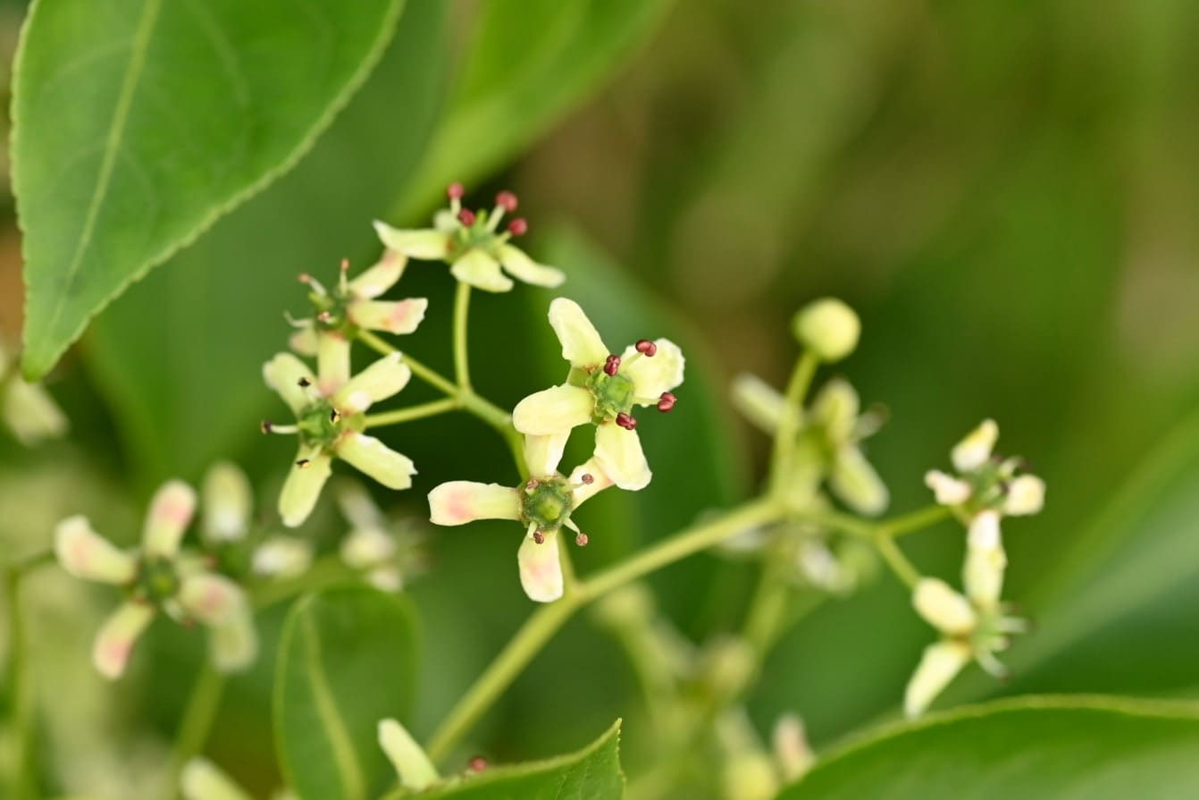 マユミ（真弓） - 庭木図鑑 植木ペディア