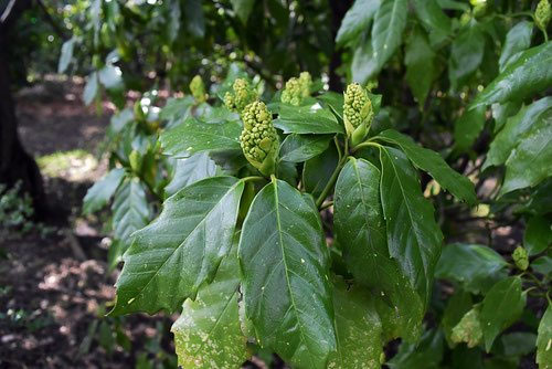 アオキ（青木） - 庭木図鑑 植木ペディア