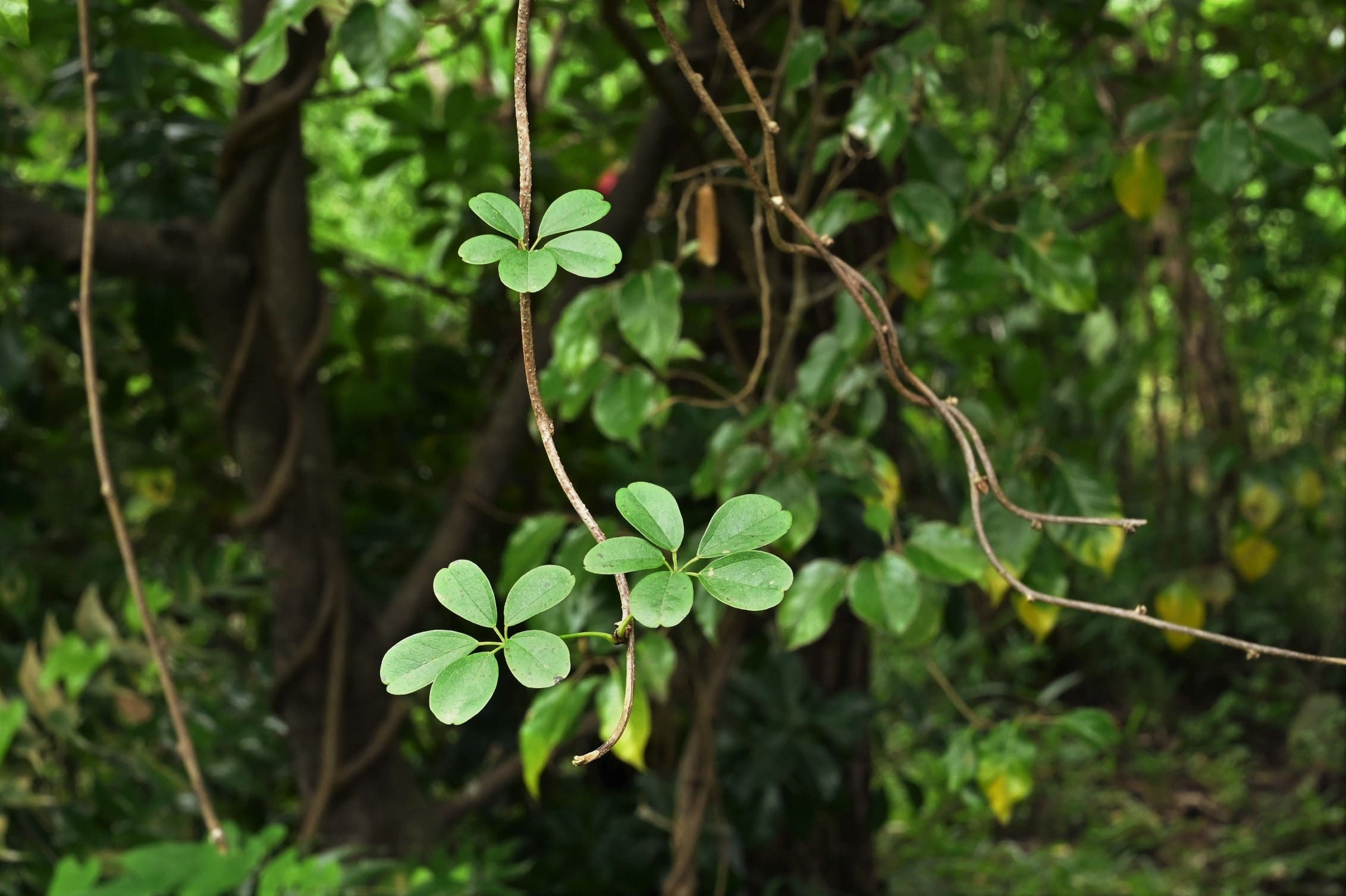 アケビ（木通） - 庭木図鑑 植木ペディア