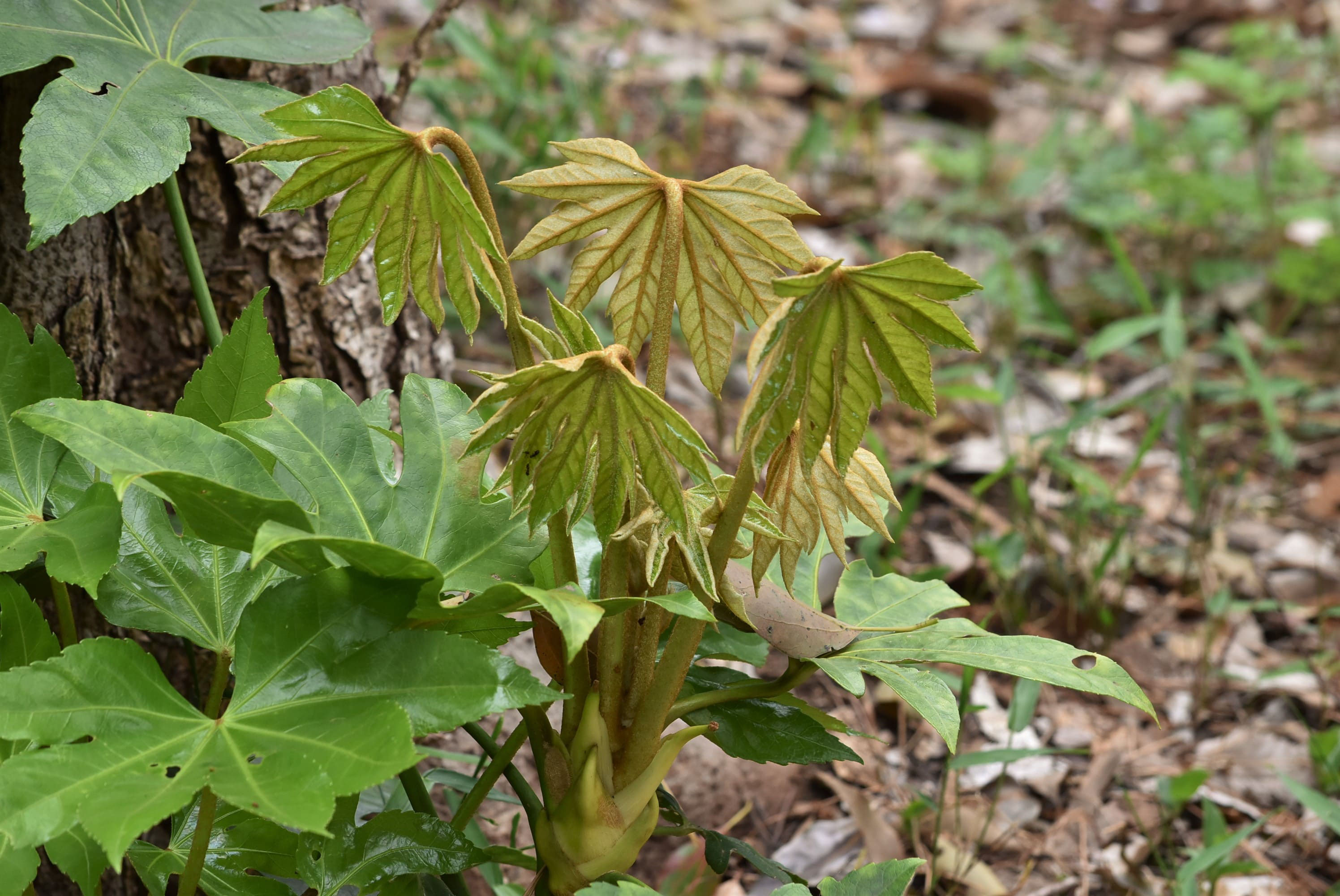 ヤツデ 八手 庭木図鑑 植木ペディア