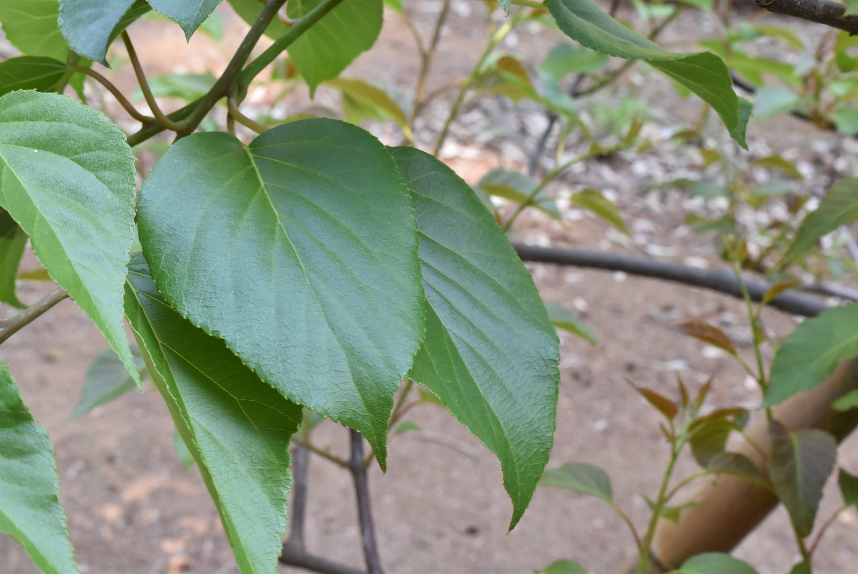 サルナシ 庭木図鑑 植木ペディア