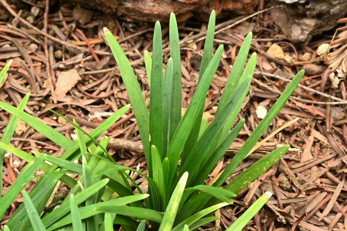 タマリュウ たまりゅう 玉竜 庭木図鑑 植木ペディア タマリュウ たまりゅう 玉竜 庭木図鑑 植木ペディア