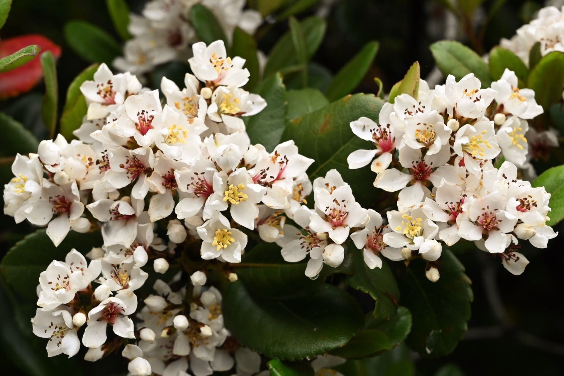 シャリンバイ（車輪梅） - 庭木図鑑 植木ペディア