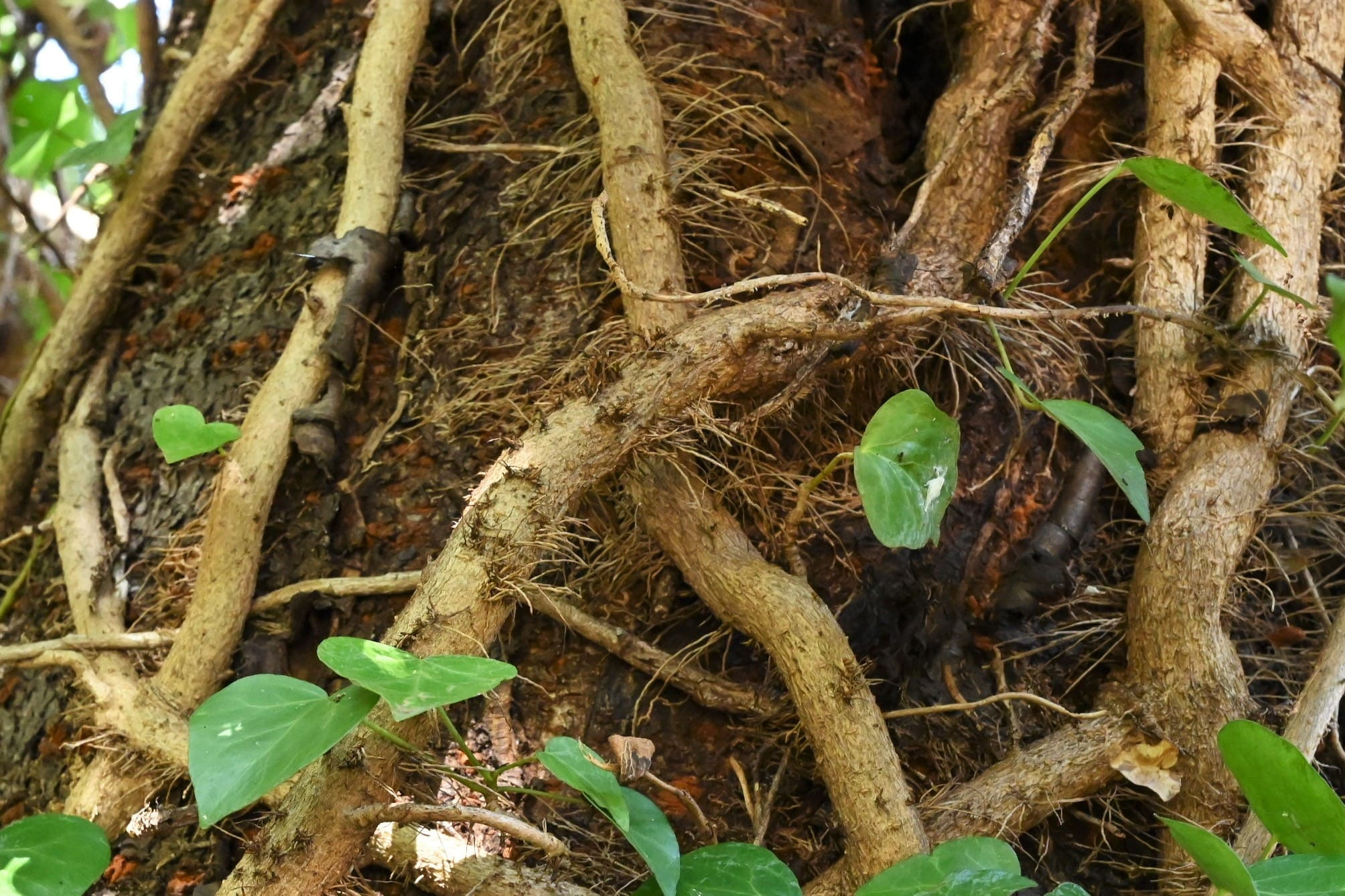 キヅタ（木蔦） - 庭木図鑑 植木ペディア
