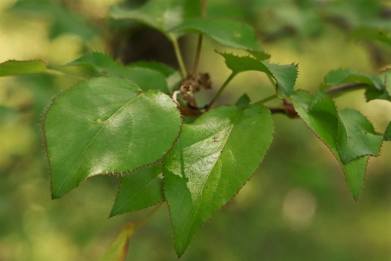 ヤマナシ 山梨 庭木図鑑 植木ペディア