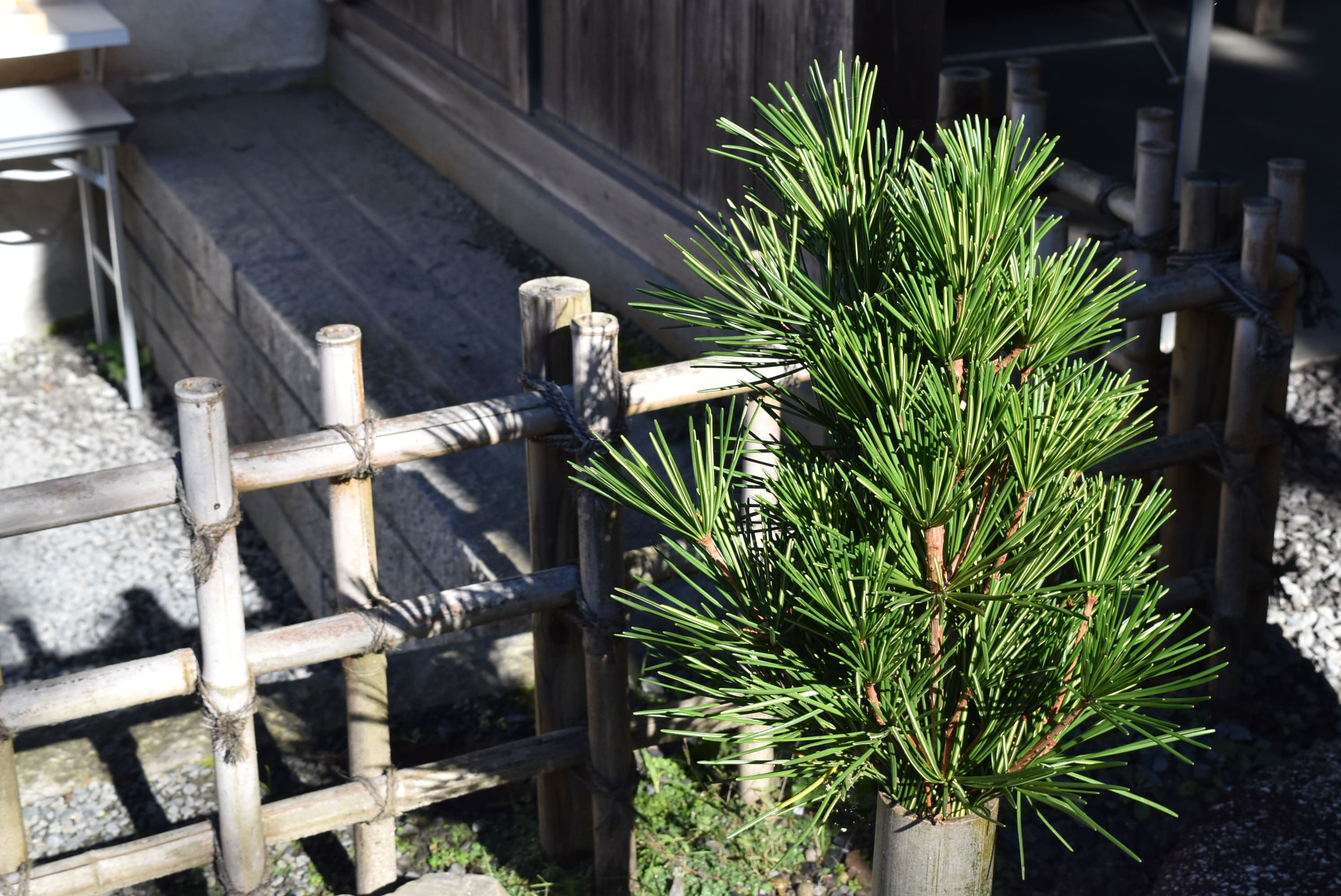 コウヤマキ(高野槙) - 庭木図鑑 植木ペディア コウヤマキ(高野槙) - 庭木図鑑 植木ペディア