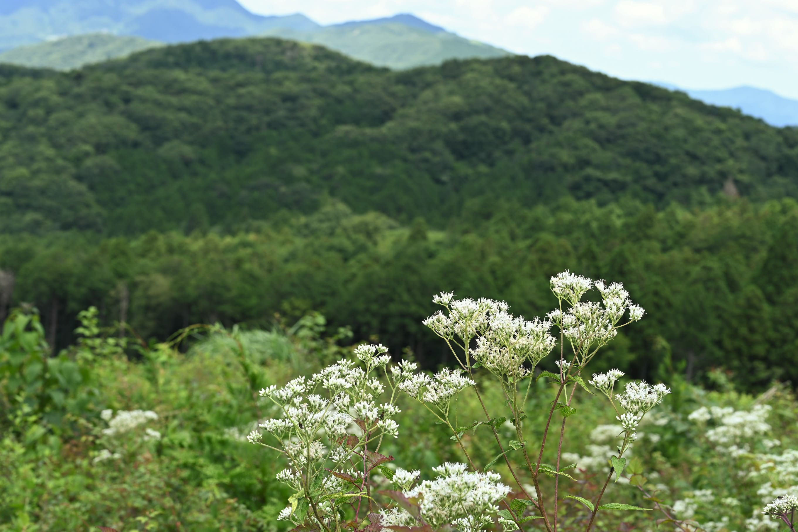 ヒヨドリバナ ひよどりばな 鵯花 庭木図鑑 植木ペディア