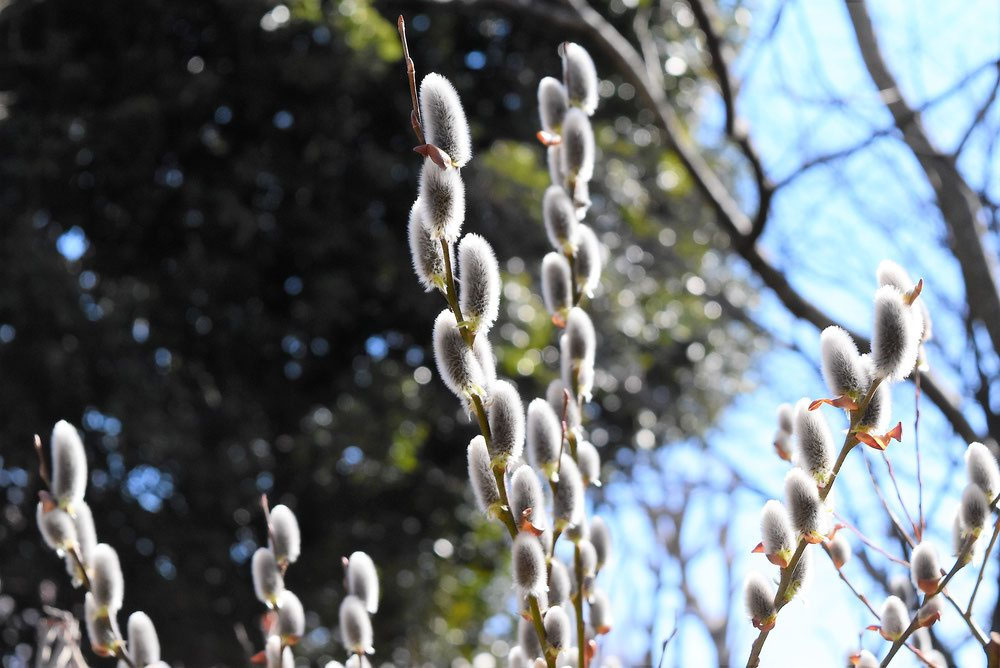 バッコヤナギ(ねこ柳) www.thesciencebasement.org