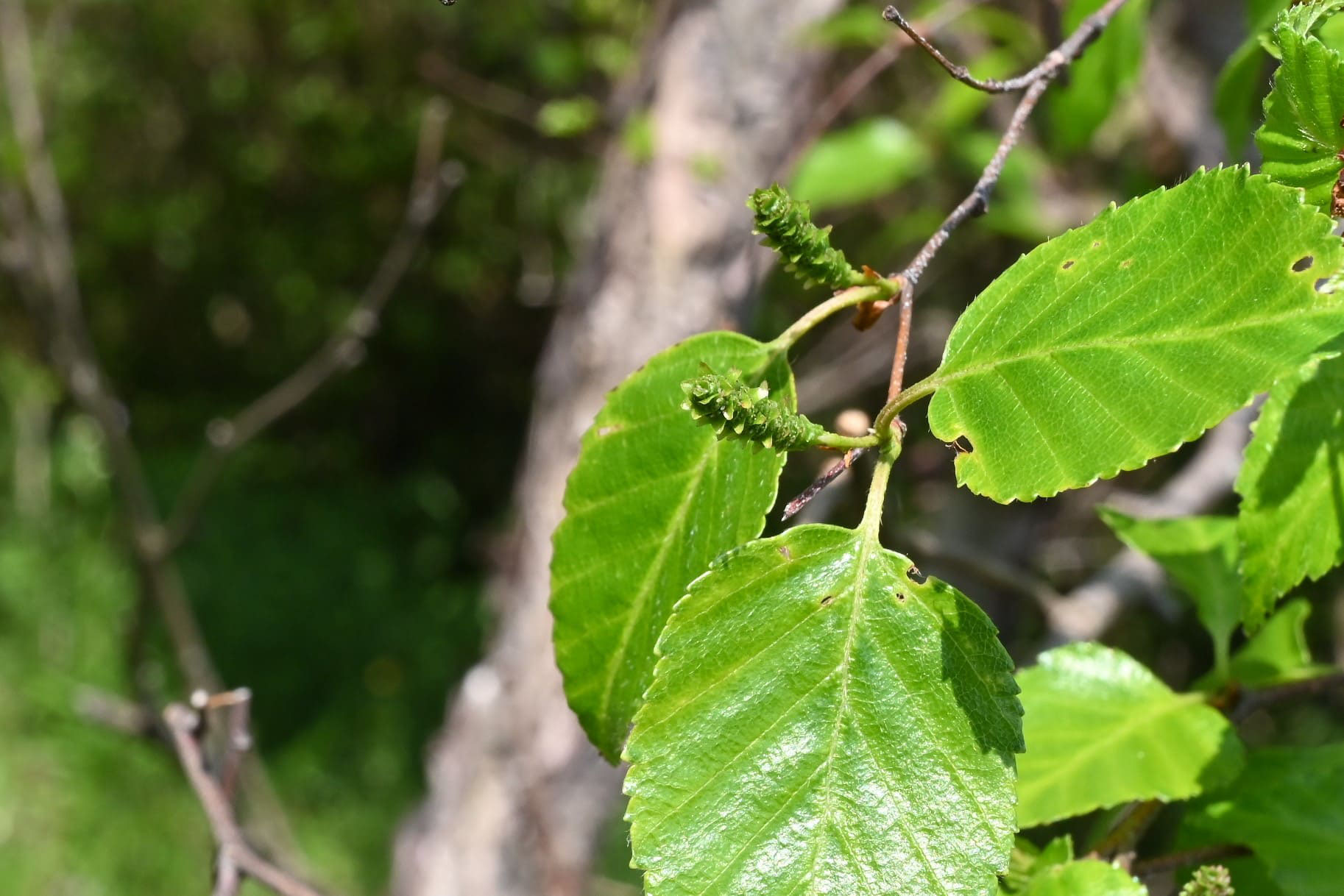 ヤエガワカンバ やえがわかんば 八重皮樺 庭木図鑑 植木ペディア ヤエガワカンバ やえがわかんば 八重皮樺 庭木図鑑 植木ペディア
