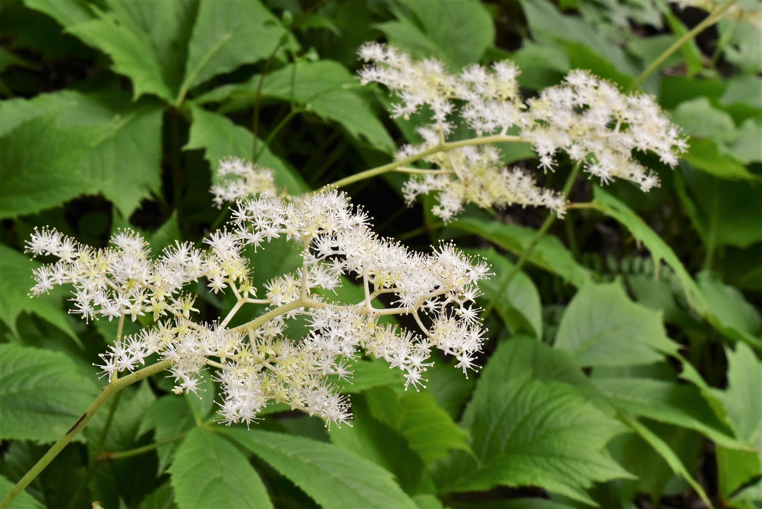 矢車草確認ページ ヤグルマソウ(矢車草)【かぎけんWEB】