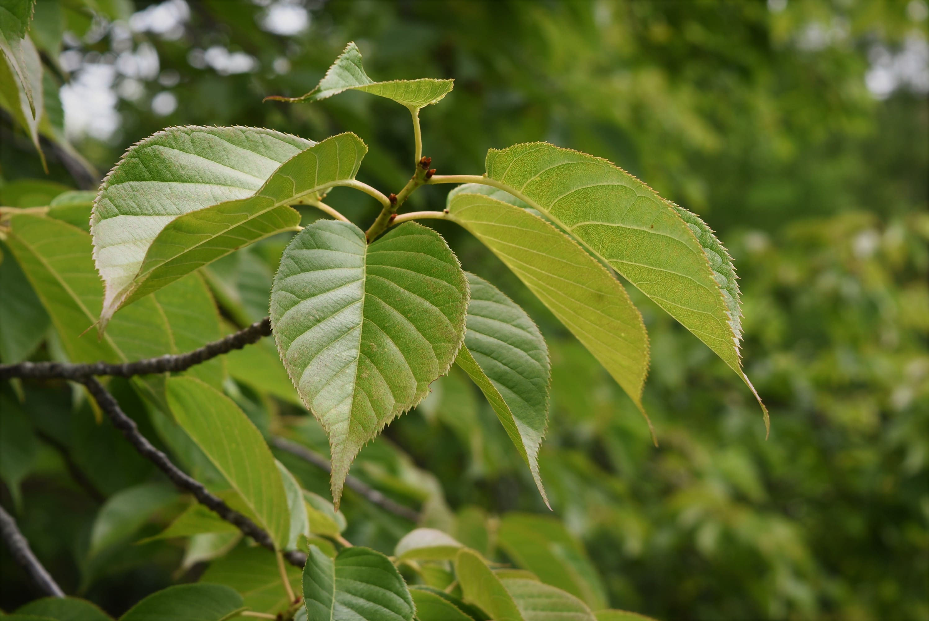 オオカンザクラ 大寒桜 庭木図鑑 植木ペディア