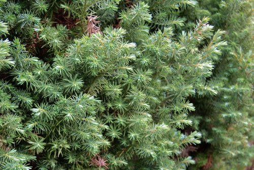 ヒムロスギ - 庭木図鑑 植木ペディア