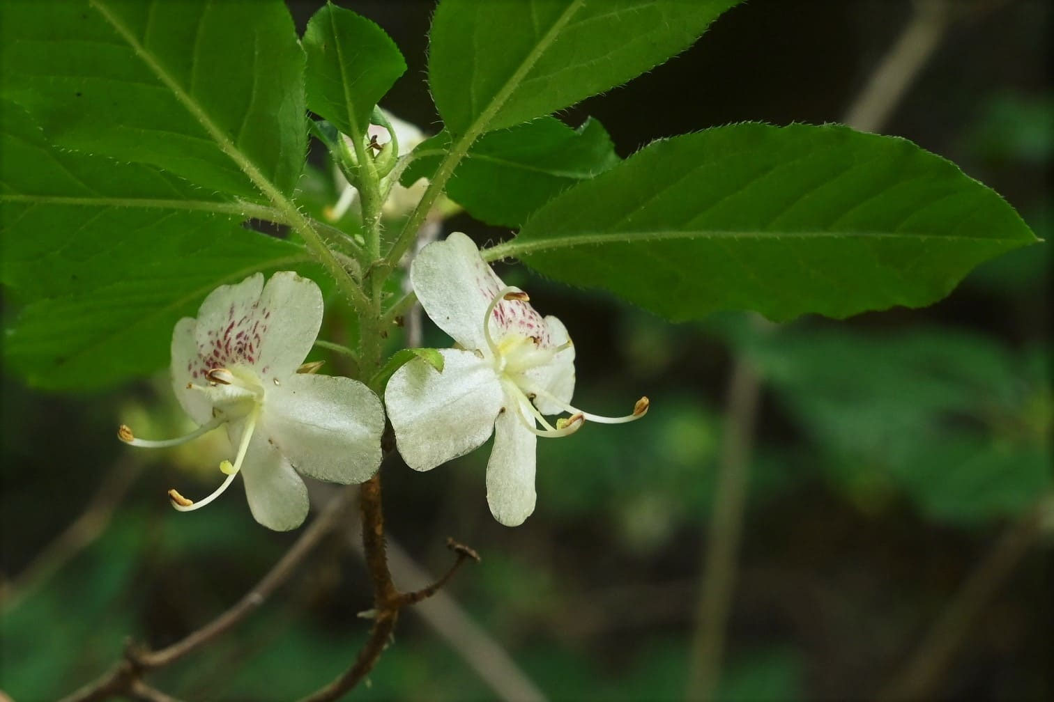 山採りバイカツツジ 梅2 H160cm W100cm バイカツツジ／ばいかつつじ