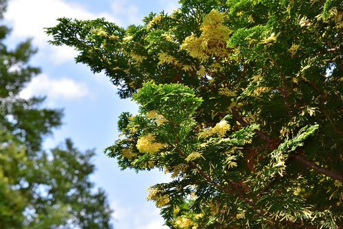 チャボヒバ 矮鶏檜葉 庭木図鑑 植木ペディア