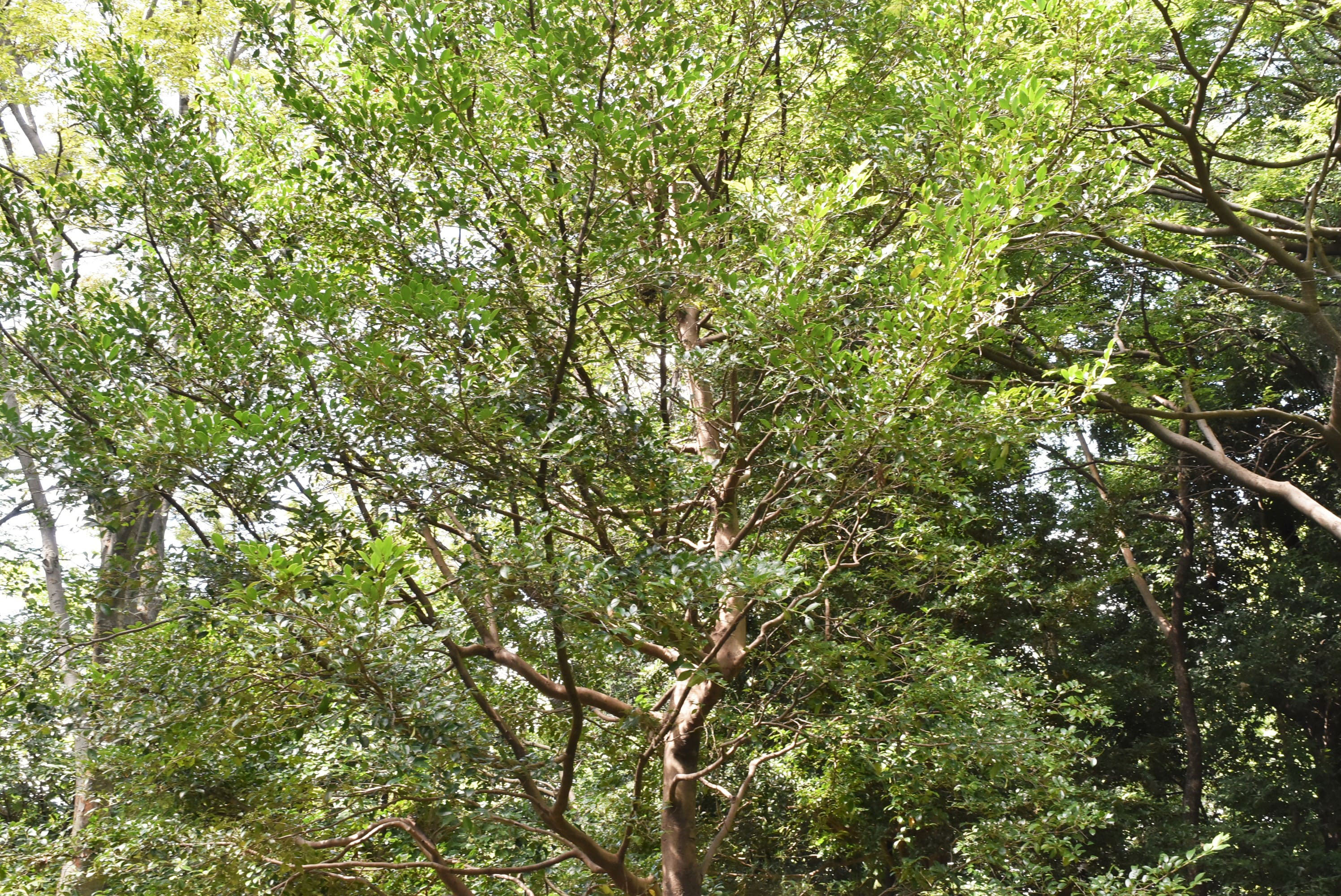 ハマビワ はまびわ 浜枇杷 庭木図鑑 植木ペディア ハマビワ はまびわ 浜枇杷 庭木図鑑 植木ペディア
