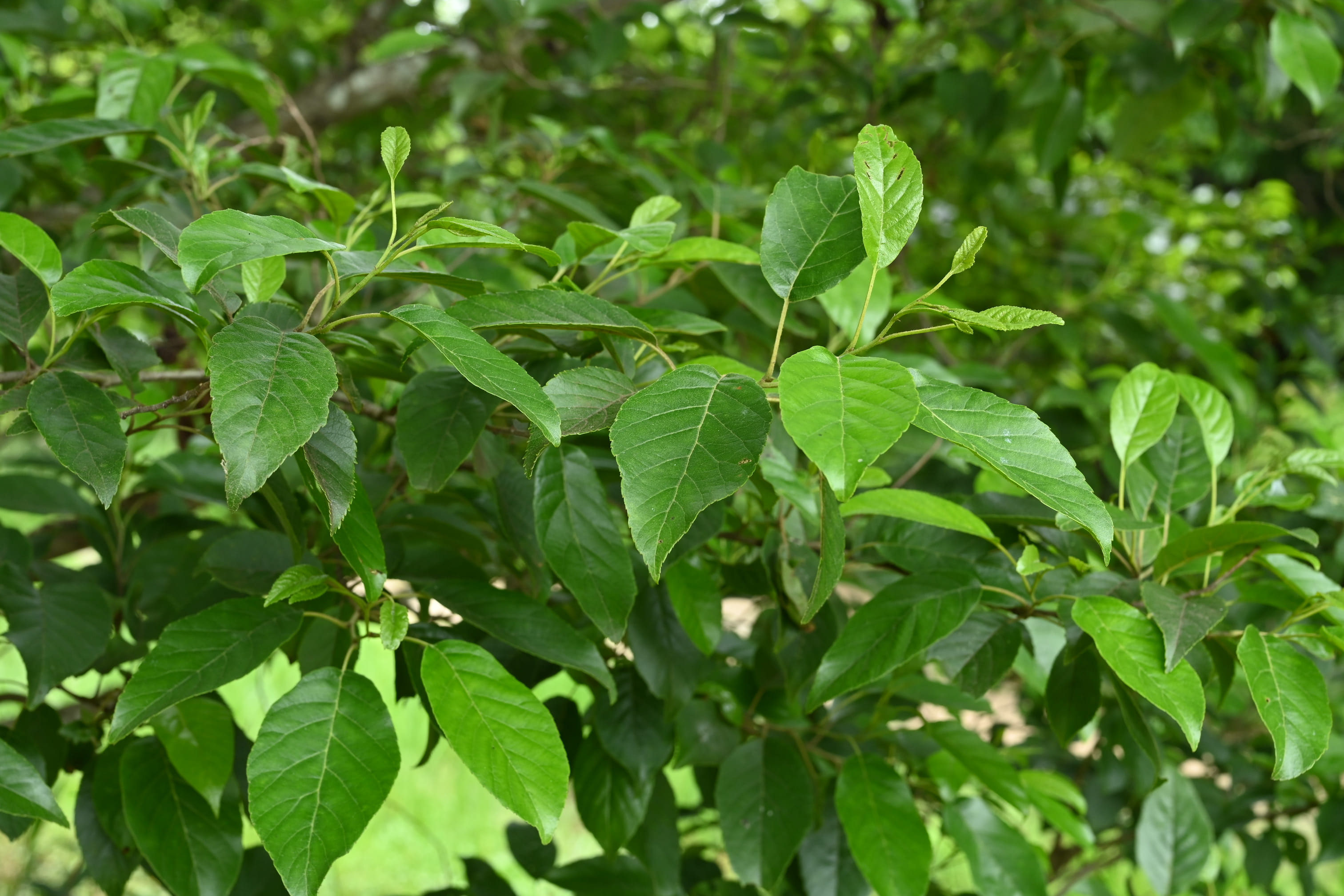 ハンノキ 庭木図鑑 植木ペディア