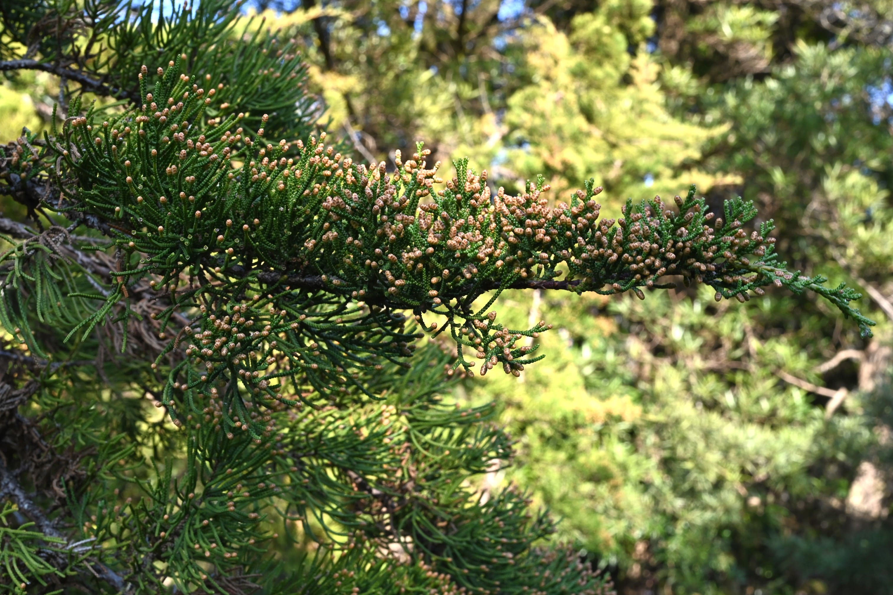 カイヅカイブキ（貝塚息吹） - 庭木図鑑 植木ペディア