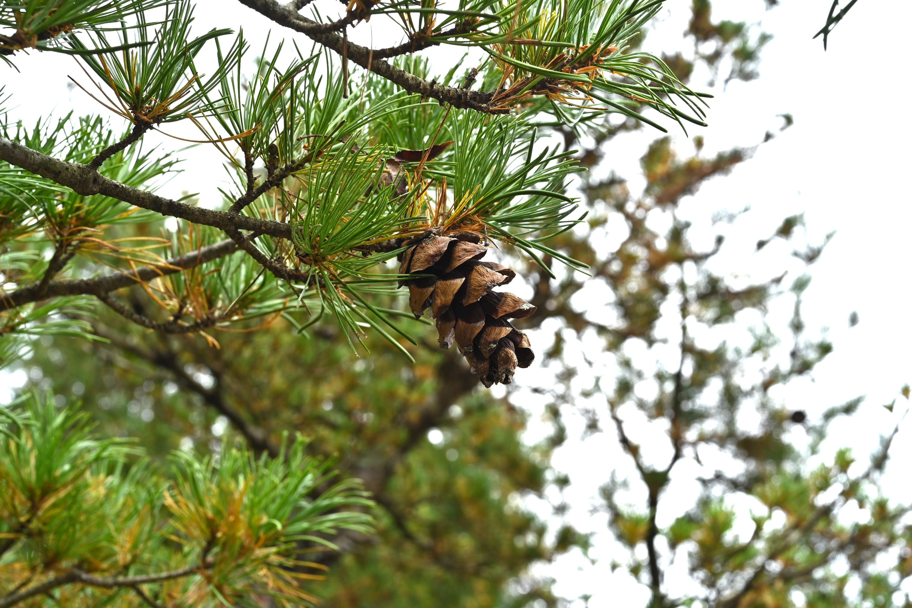 五葉松 【公式通販】
