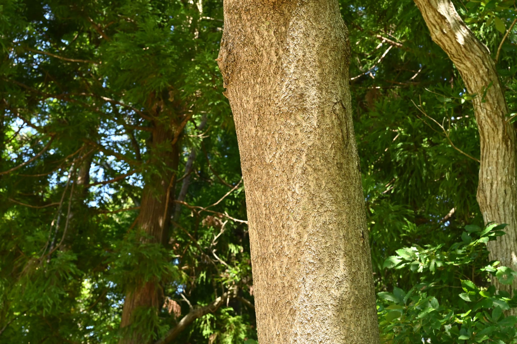 桐の木 桐 大木 原木