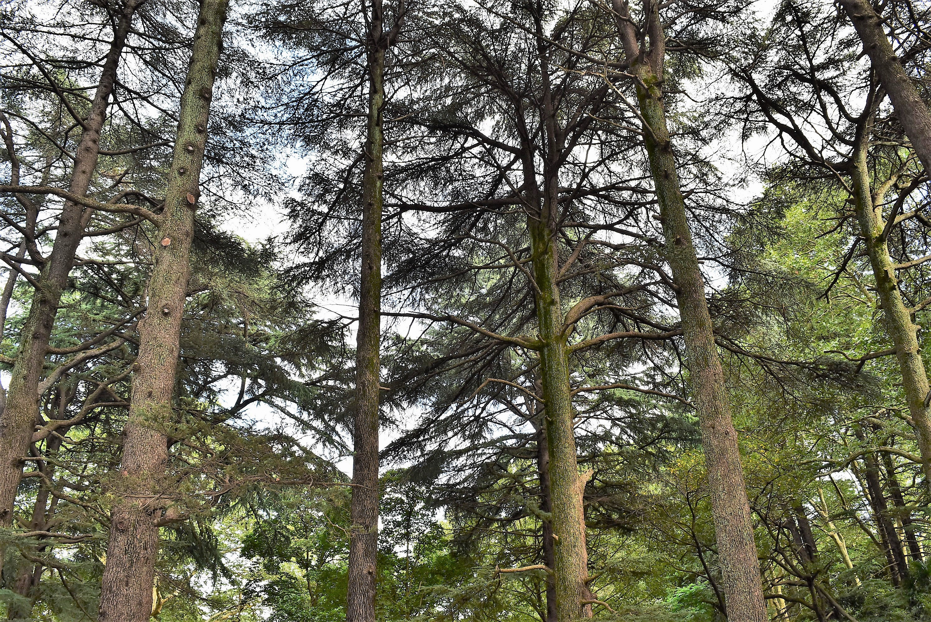 レバノンシーダー - 庭木図鑑 植木ペディア