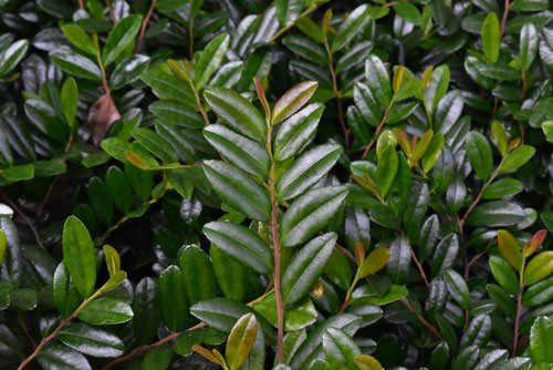 ハマヒサカキ　コケ順いいです ハマヒサカキ コケ順いいです ハマヒサカキ （浜姫榊）