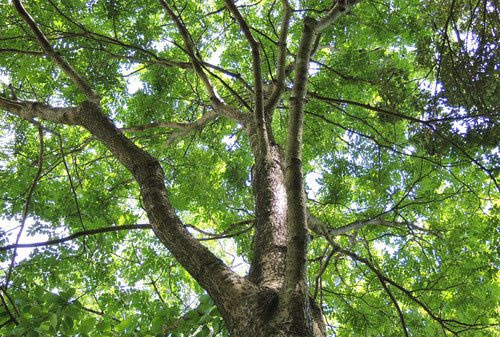 イヌエンジュ - 庭木図鑑 植木ペディア