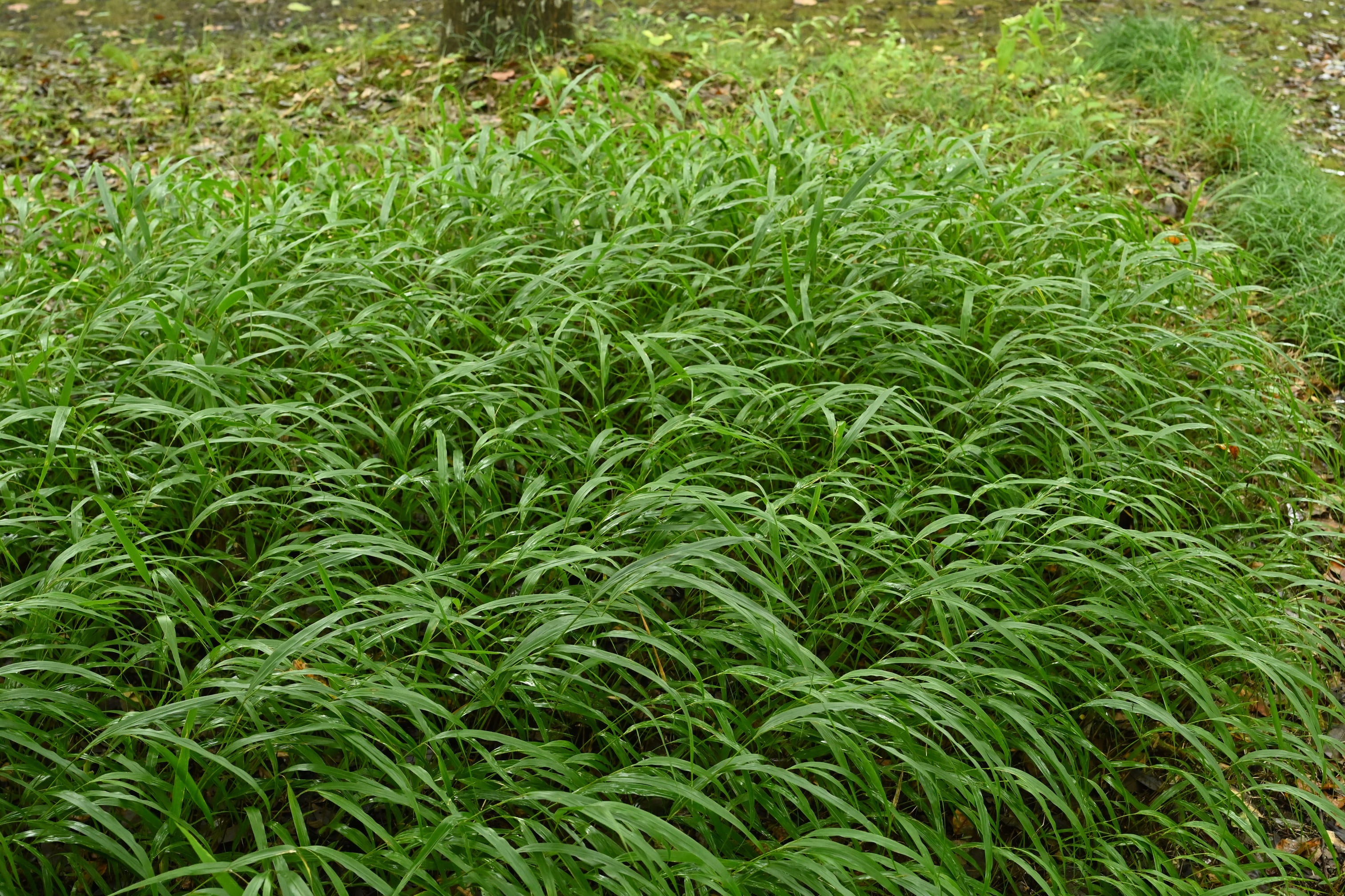 フウチソウ ふうちそう 風知草 庭木図鑑 植木ペディア