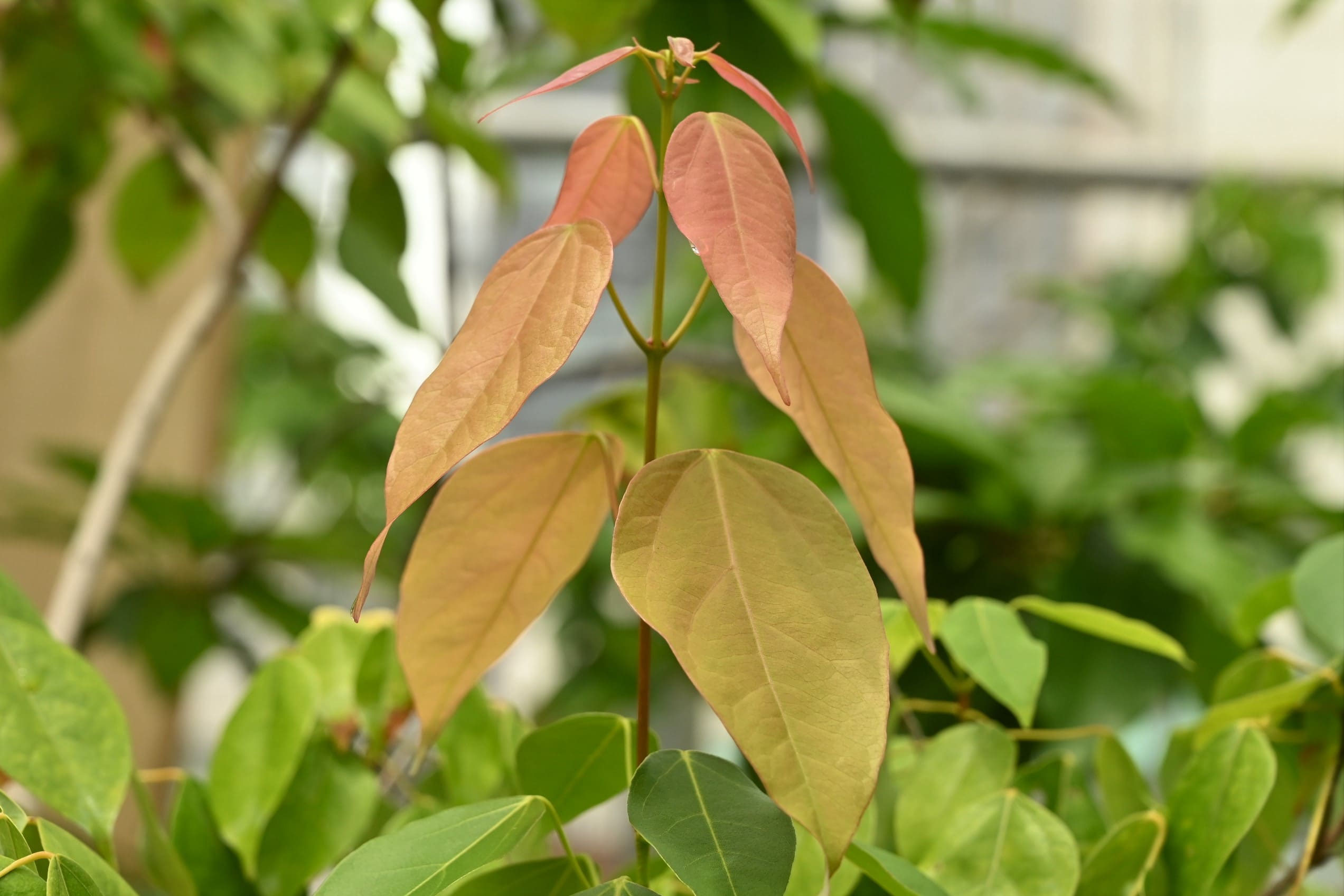クスノハカエデ - 庭木図鑑 植木ペディア