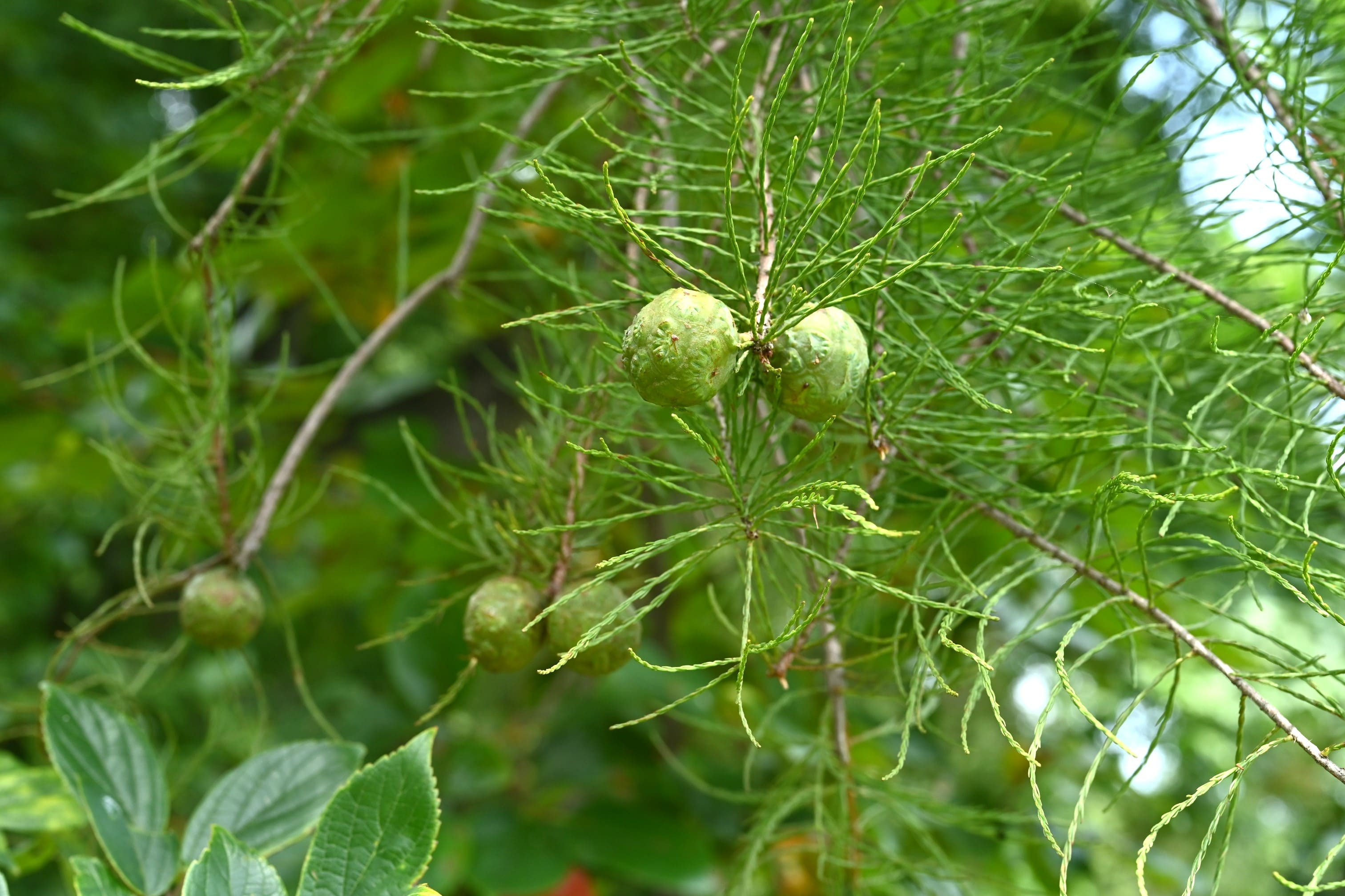 ポンドサイプレス（タチラクウショウ） - 庭木図鑑 植木ペディア