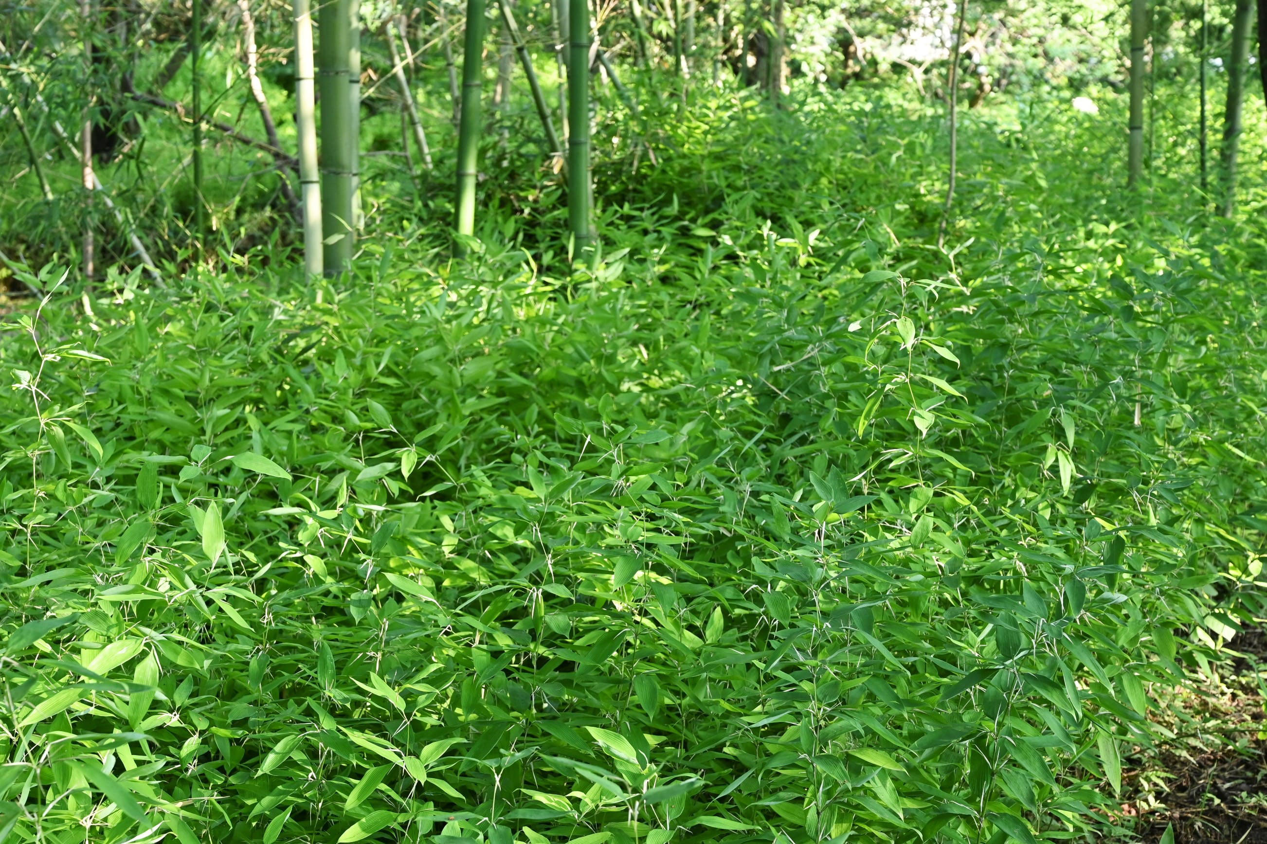 オカメザサ おかめざさ 阿亀笹 庭木図鑑 植木ペディア オカメザサ おかめざさ 阿亀笹 庭木図鑑 植木ペディア