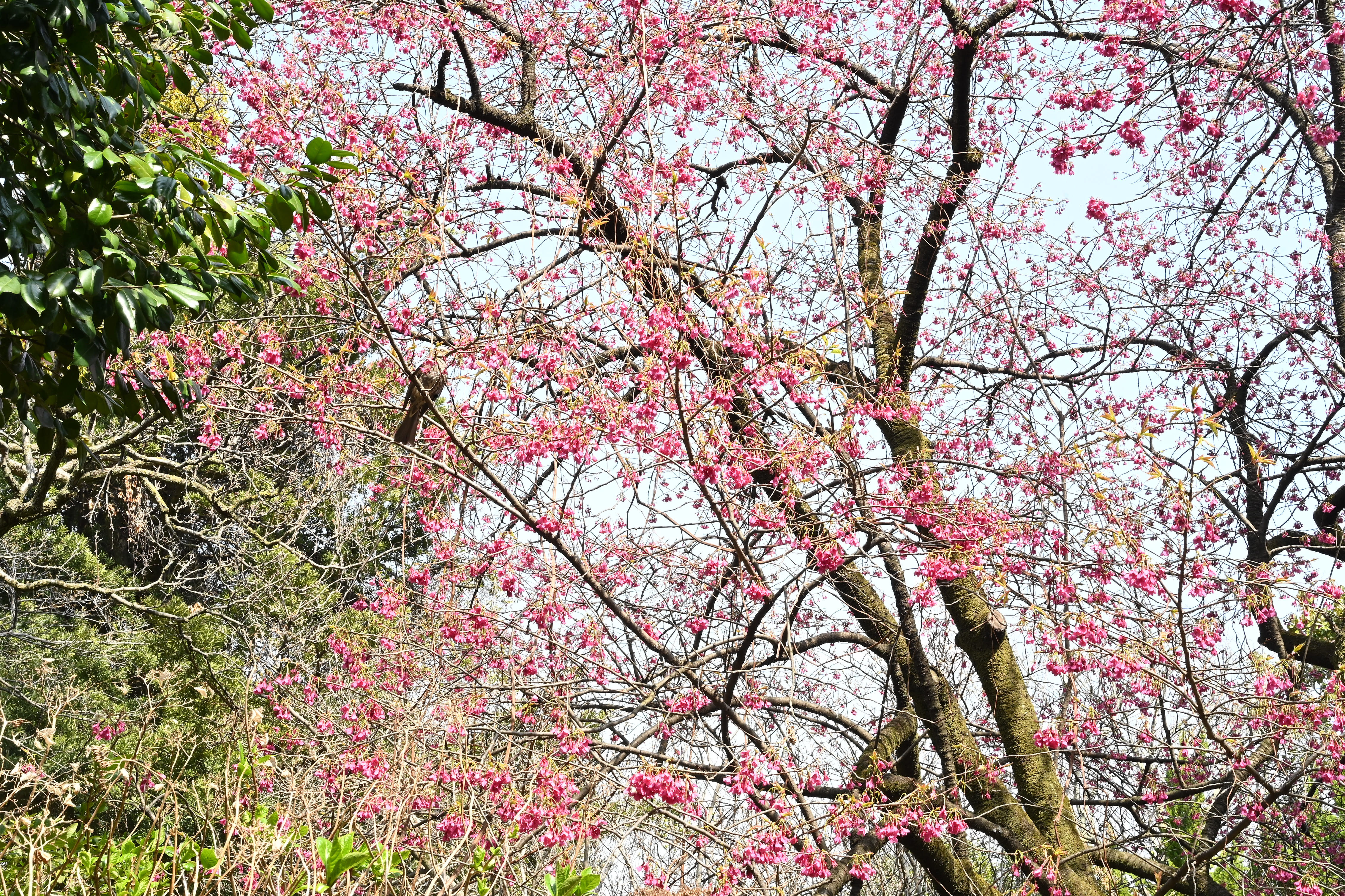 カンヒザクラ 寒緋桜 庭木図鑑 植木ペディア
