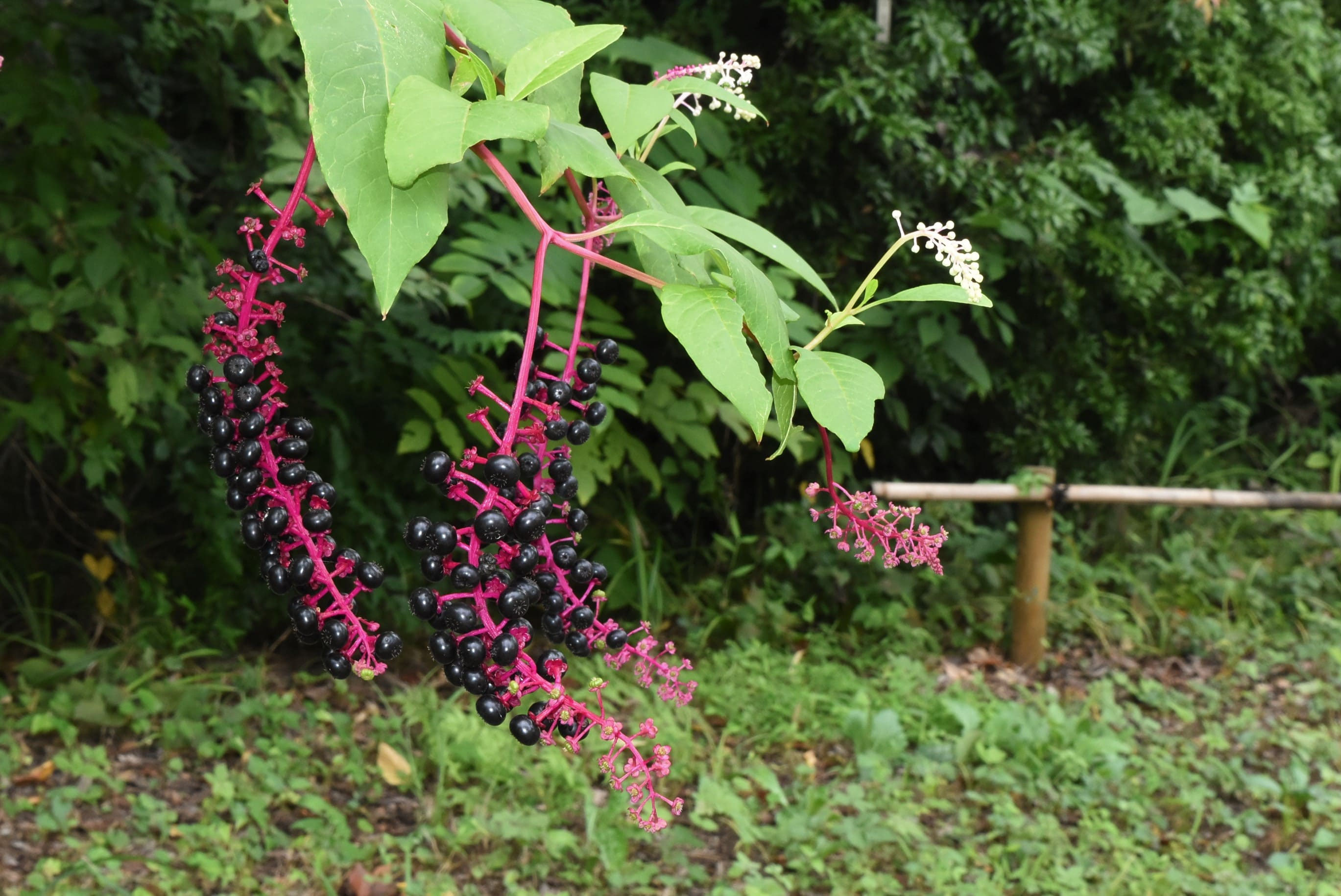 ヨウシュヤマゴボウ ようしゅやまごぼう 庭木図鑑 植木ペディア ヨウシュヤマゴボウ ようしゅやまごぼう 庭木図鑑 植木ペディア