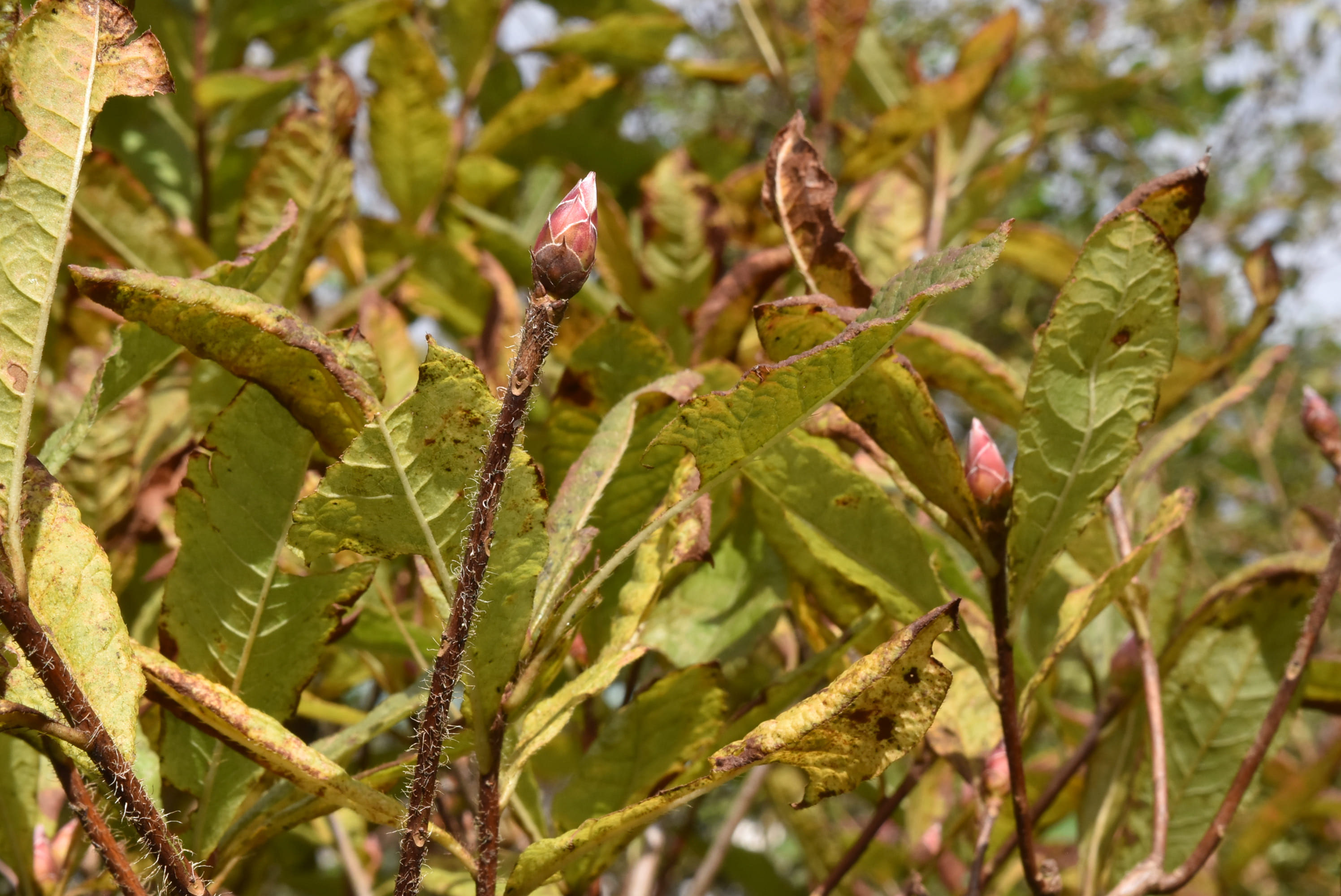 レンゲツツジ れんげつつじ 蓮華躑躅 庭木図鑑 植木ペディア