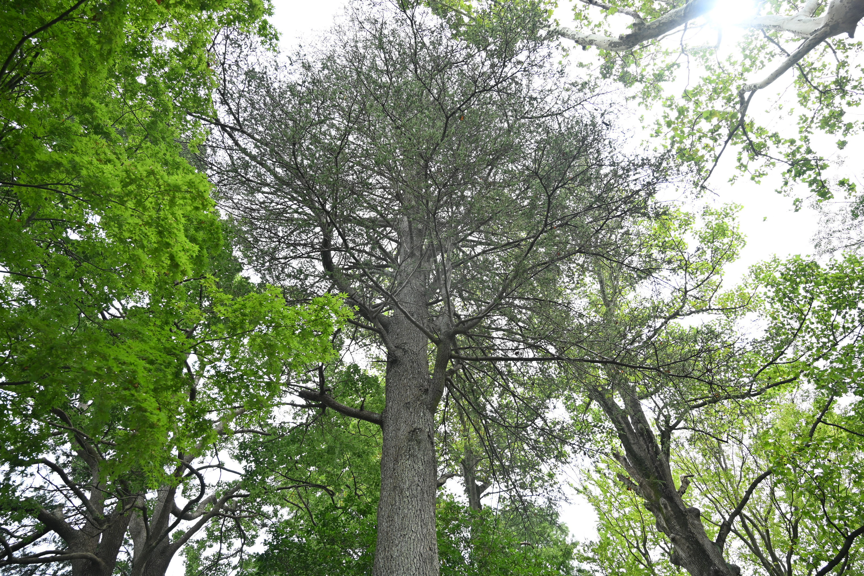 アトラスシーダー - 庭木図鑑 植木ペディア