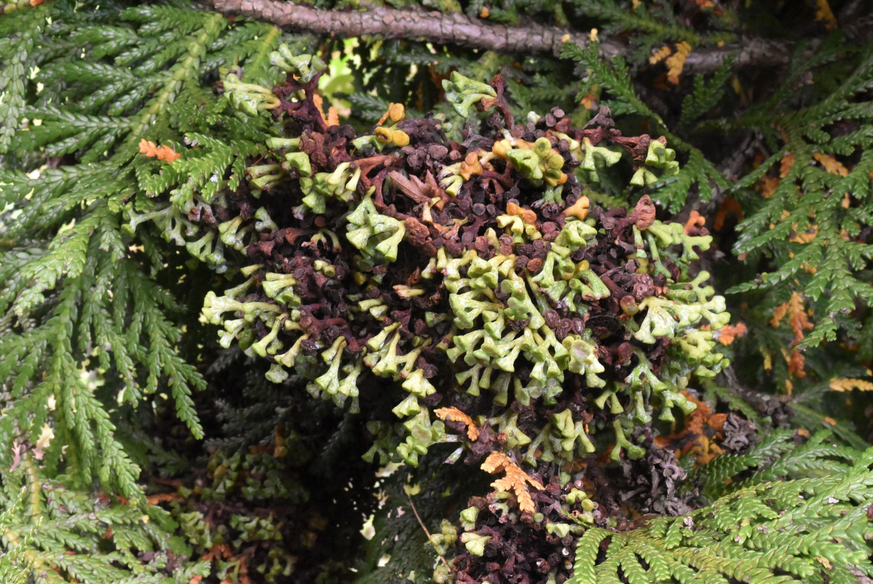 【あすなろあすな】 adidas x Bad Bunny Adizero SL72 'Brown Clear Pink' JP5997