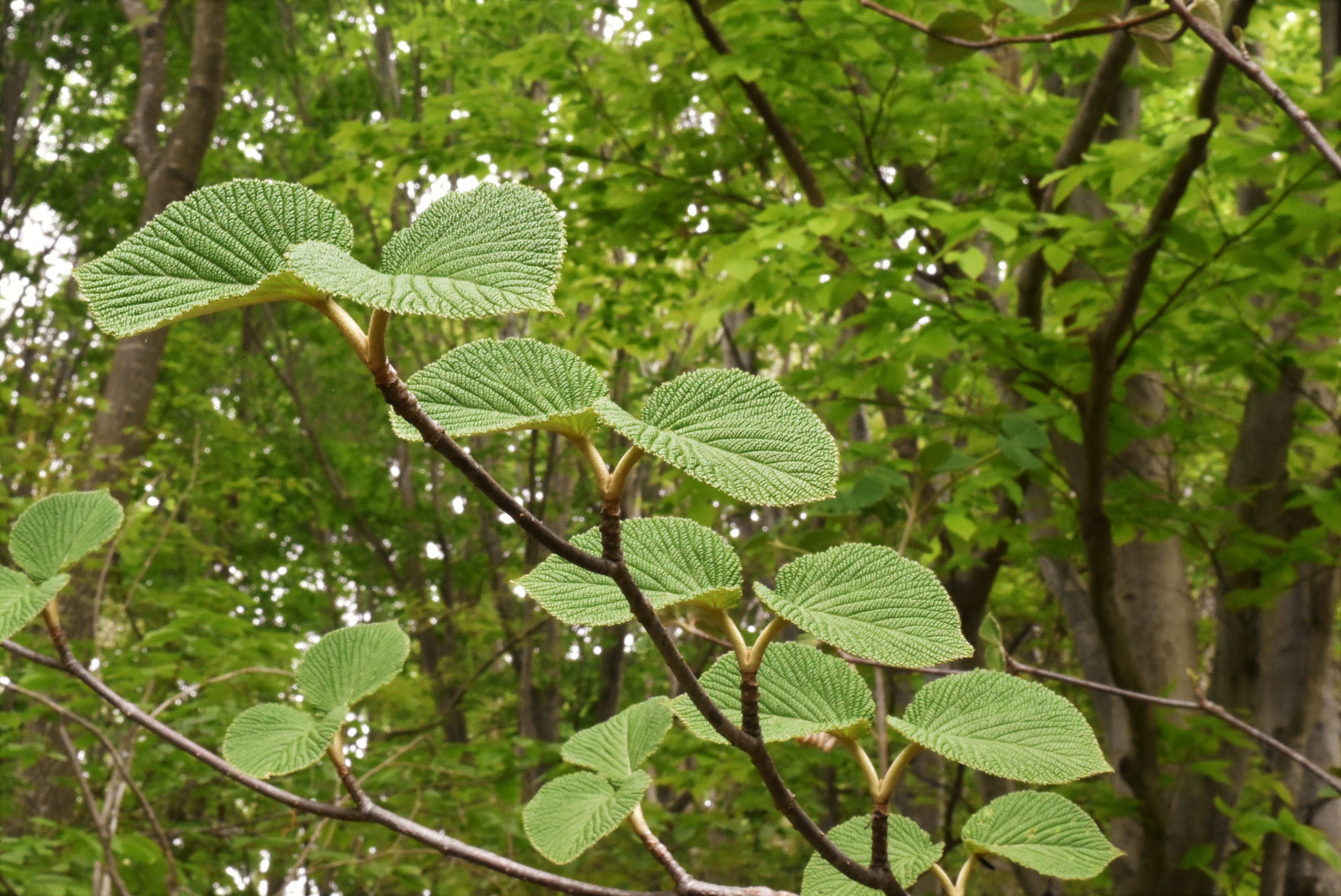 オオカメノキ 庭木図鑑 植木ペディア