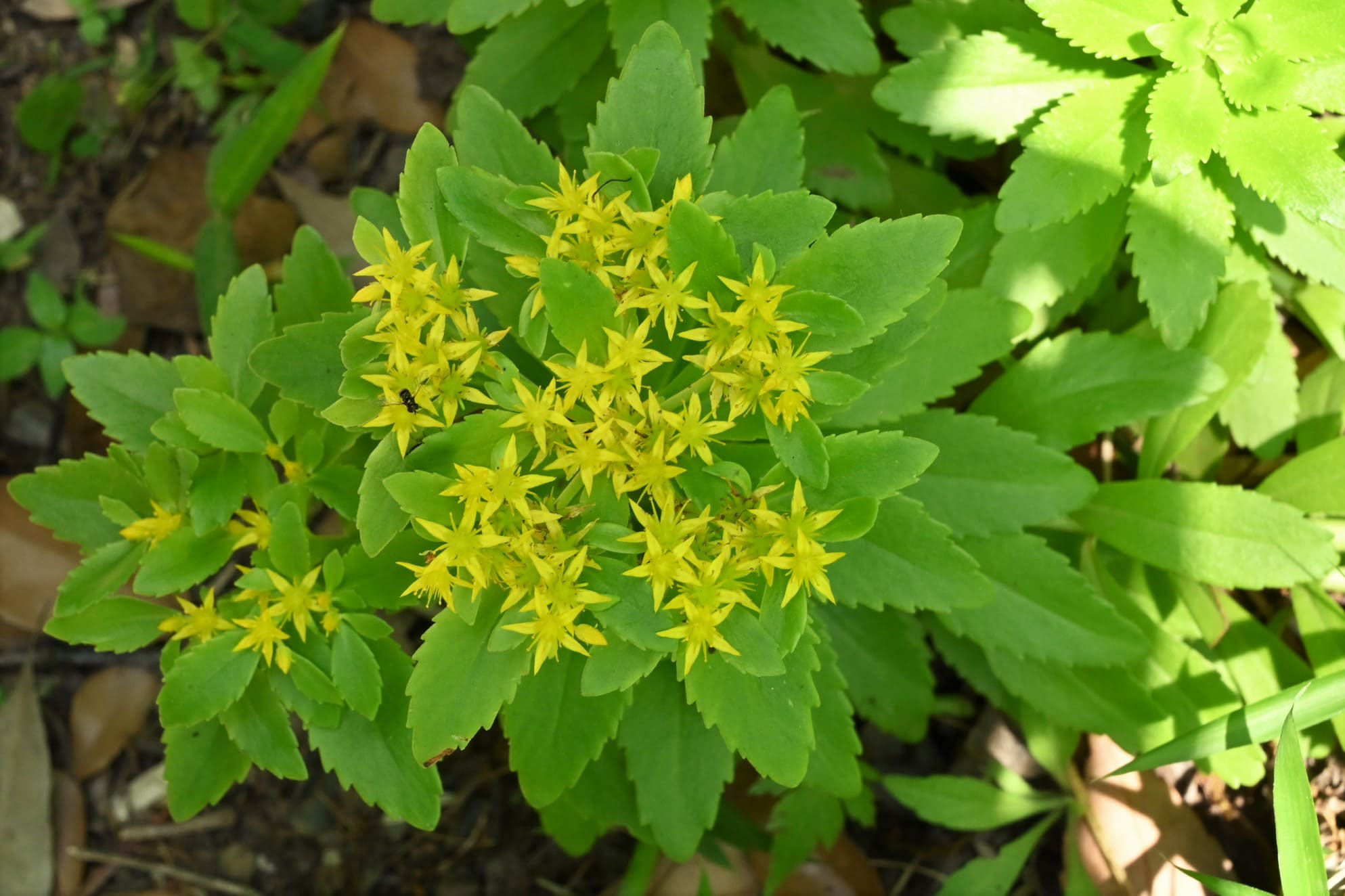 キリンソウ きりんそう 麒麟草 庭木図鑑 植木ペディア